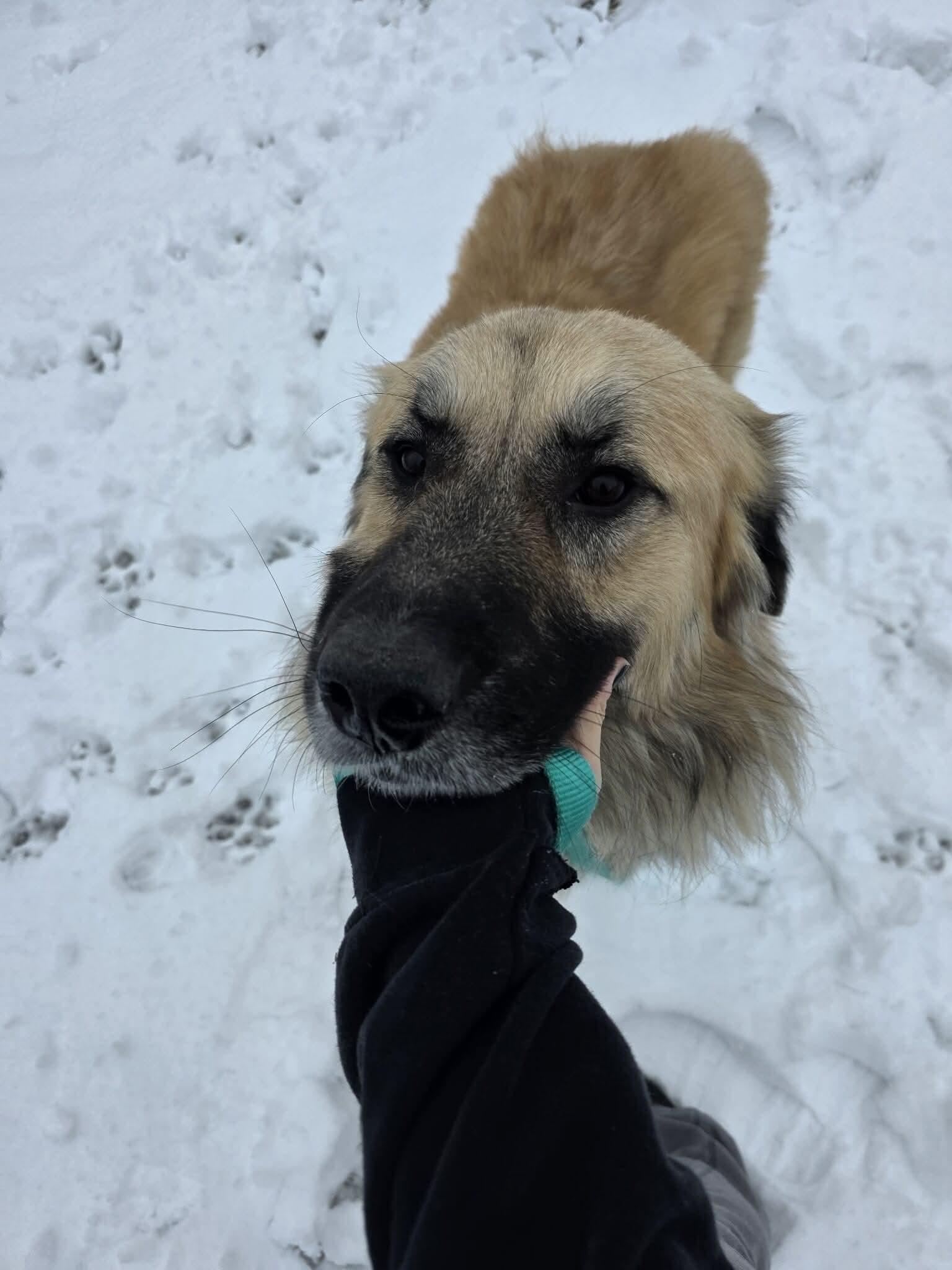 Enlarge Gus, an adopted Anatolian Shepherd in Greensburg, PA image 3/6