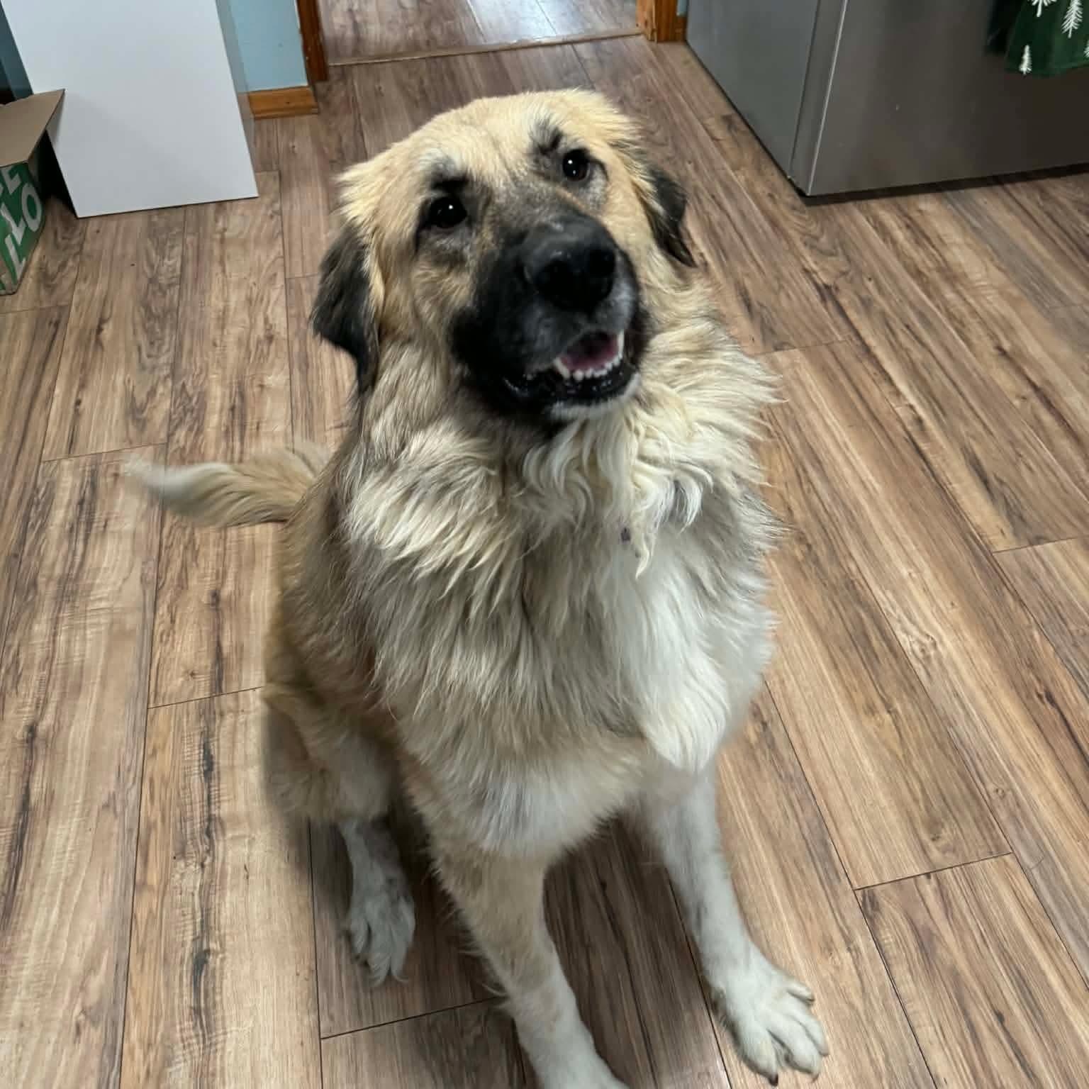 Enlarge Gus, an adopted Anatolian Shepherd in Greensburg, PA image 1/6