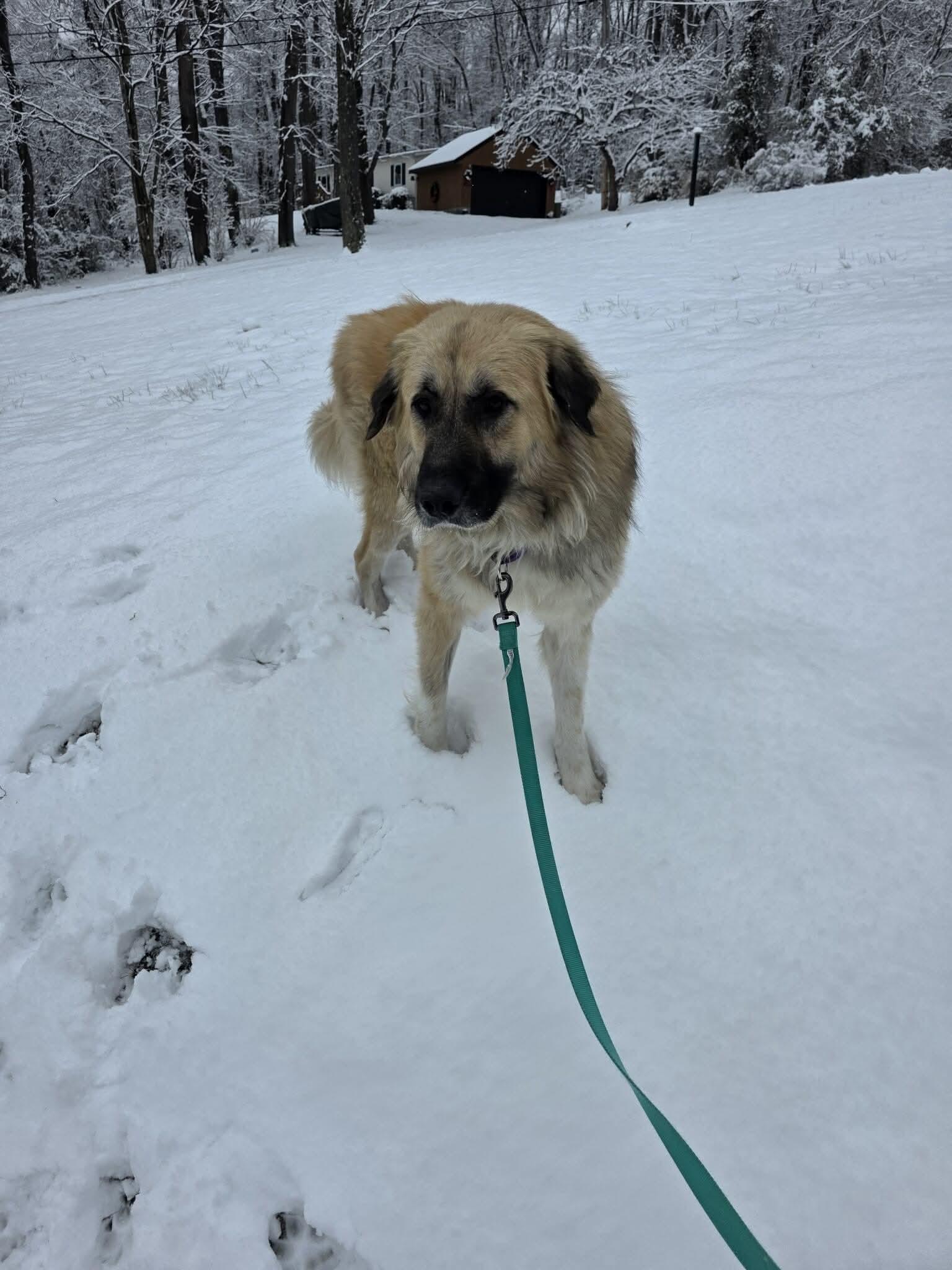 Enlarge Gus, an adopted Anatolian Shepherd in Greensburg, PA image 5/6
