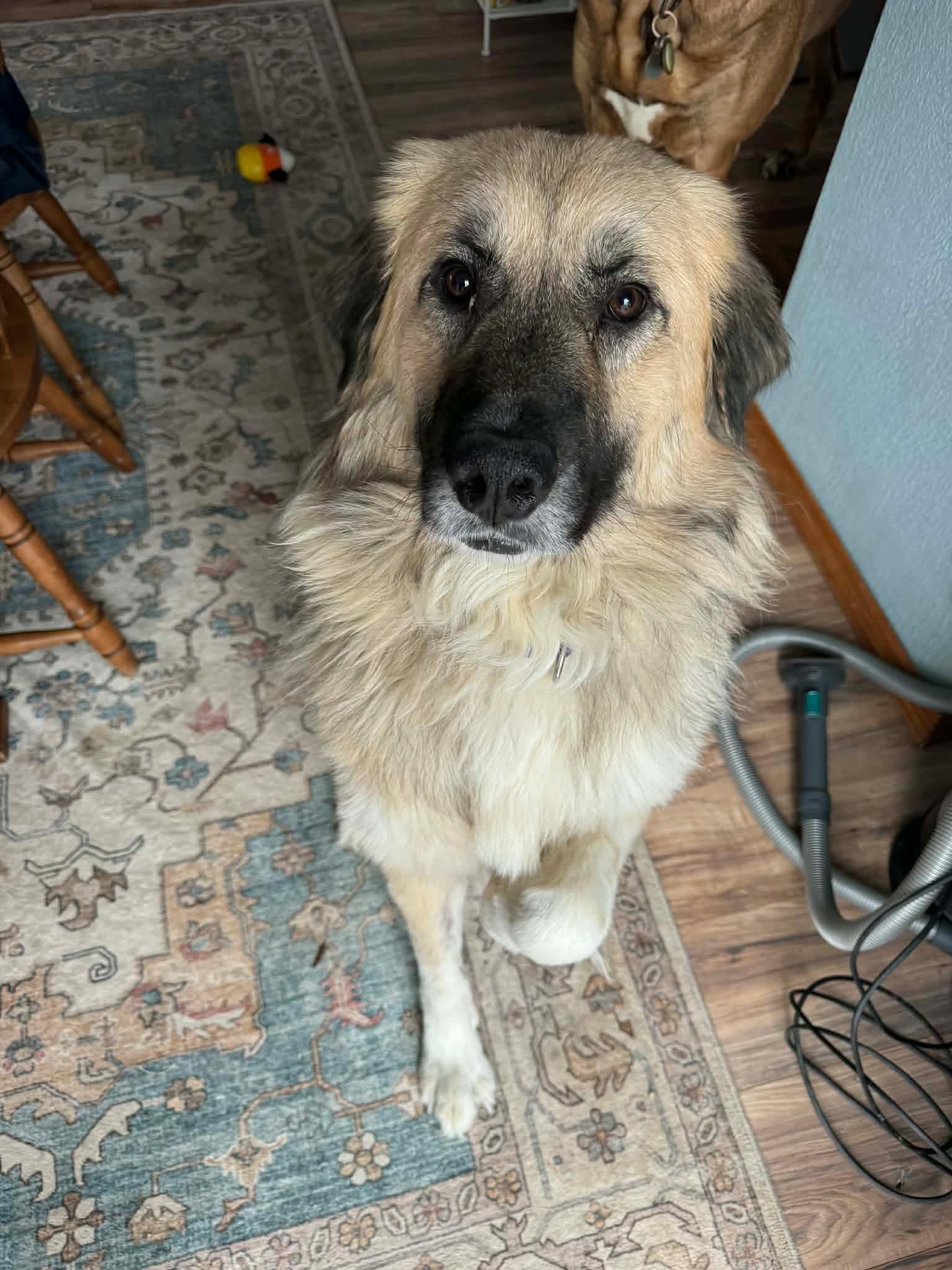 Enlarge Gus, an adopted Anatolian Shepherd in Greensburg, PA image 2/6