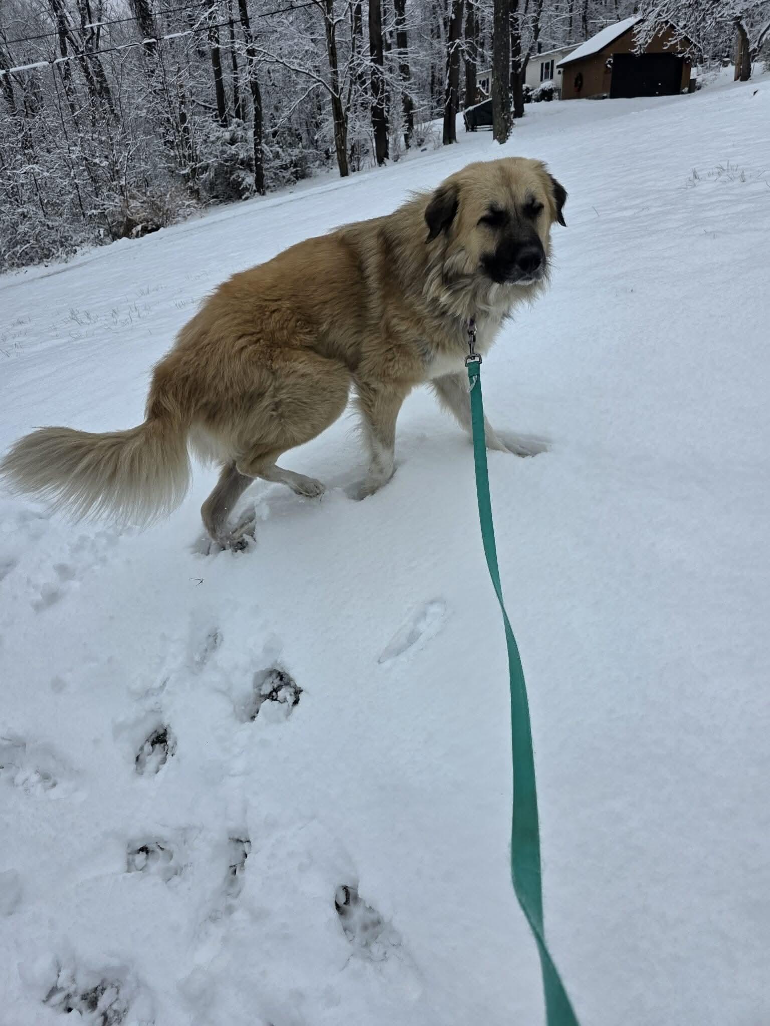 Enlarge Gus, an adopted Anatolian Shepherd in Greensburg, PA image 6/6