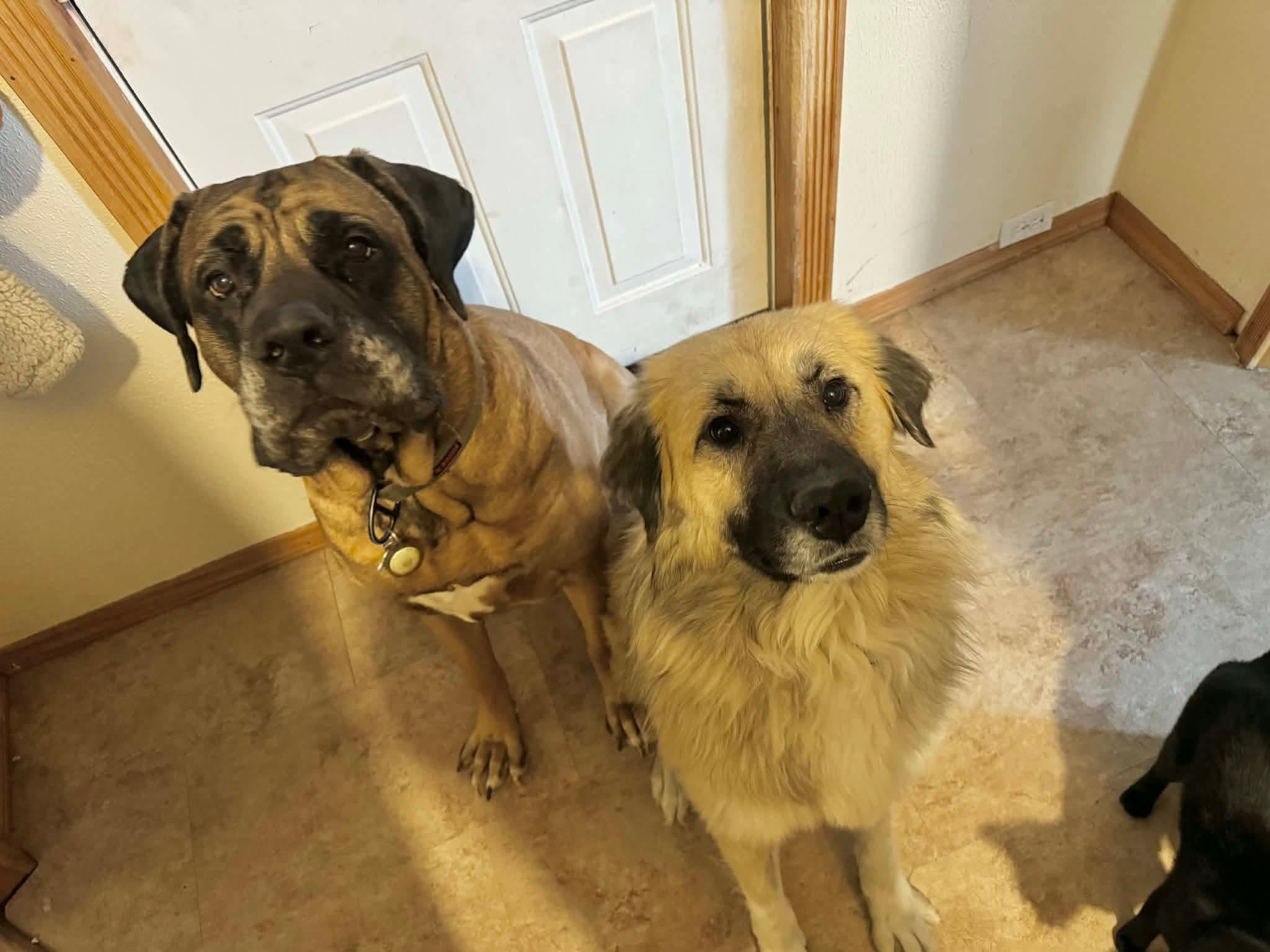 Enlarge Gus, an adopted Anatolian Shepherd in Greensburg, PA image 4/6