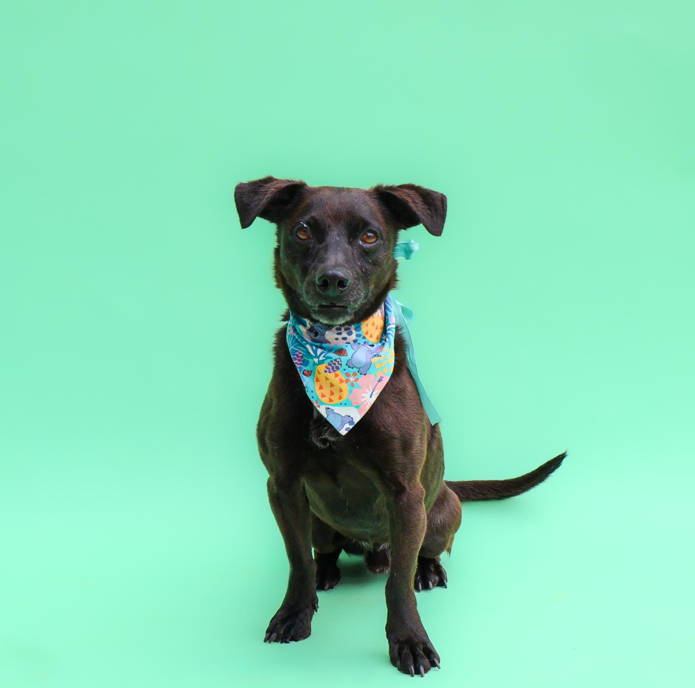 Herman, Adoptable, Adult Male Dachshund.