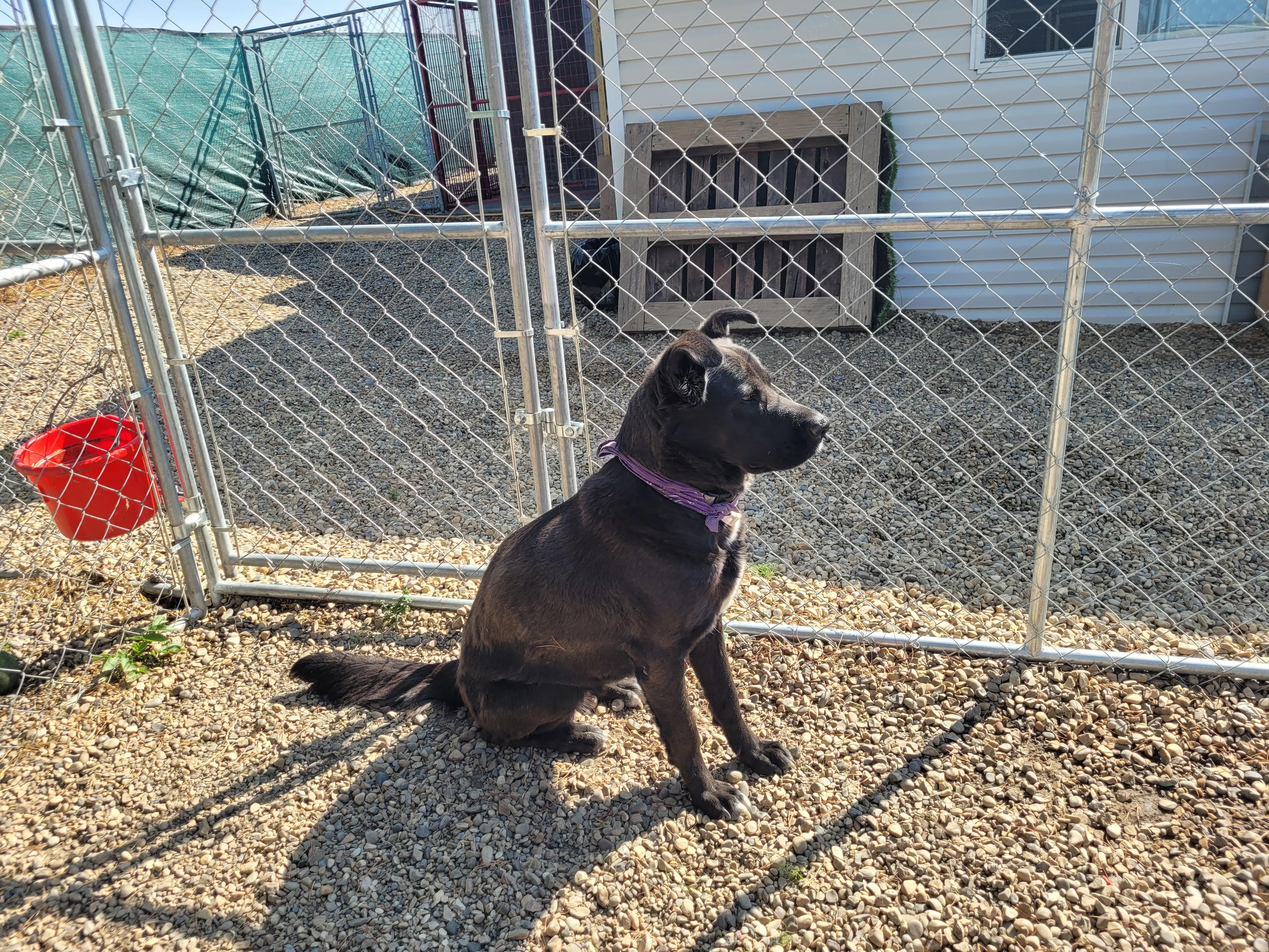 Shadow, a Adoptable mixed breed image 4/4