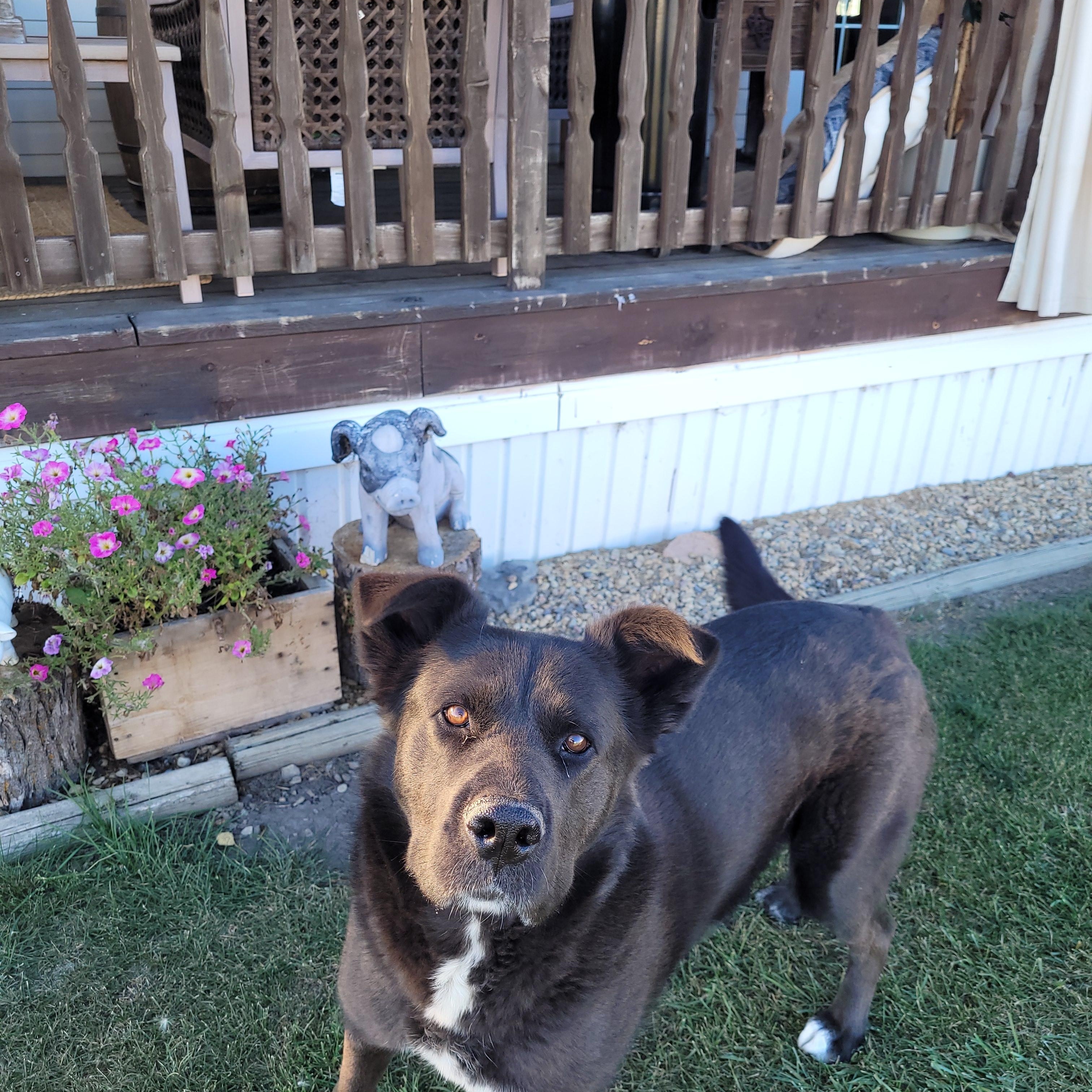 Enlarge Shadow, a Adoptable mixed breed in Lacombe, AB image 1/5