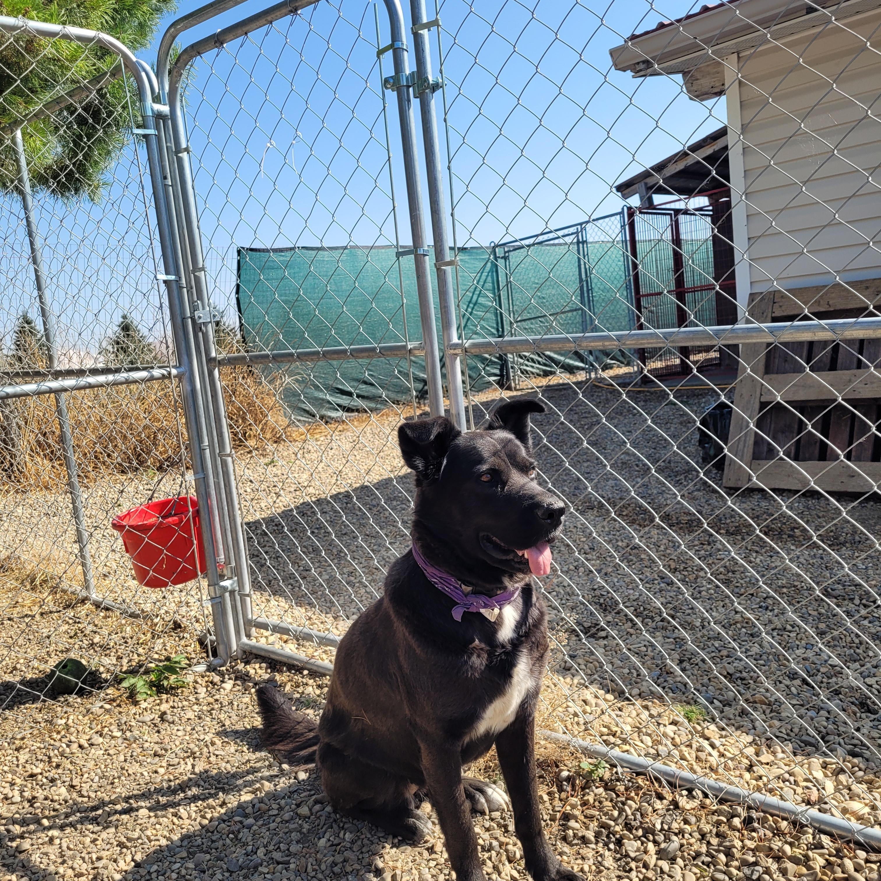 Shadow, Adoptable, Adult Female Black Labrador Retriever.