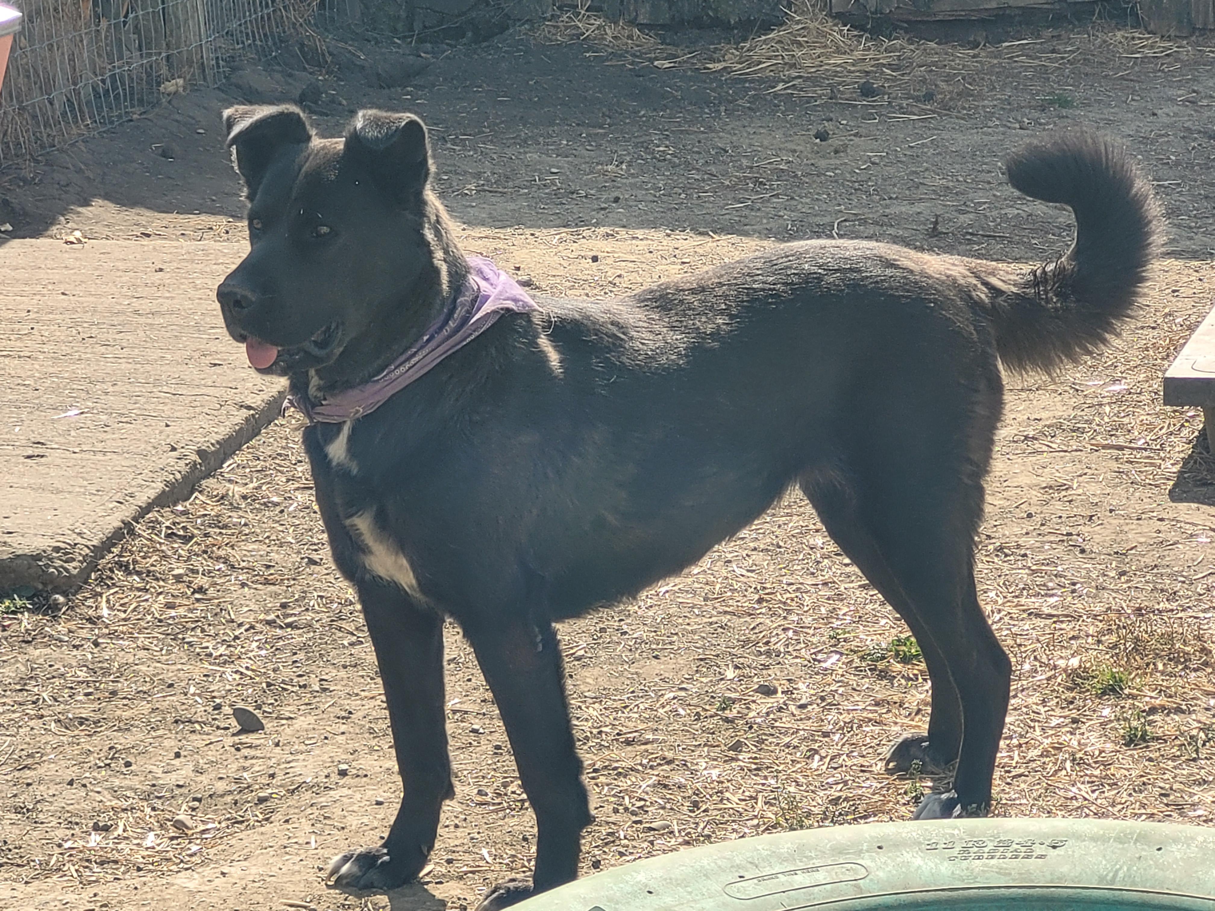 Shadow, an adoptable Black Labrador Retriever in Lacombe, AB, T4L 1X3 | Photo Image 3