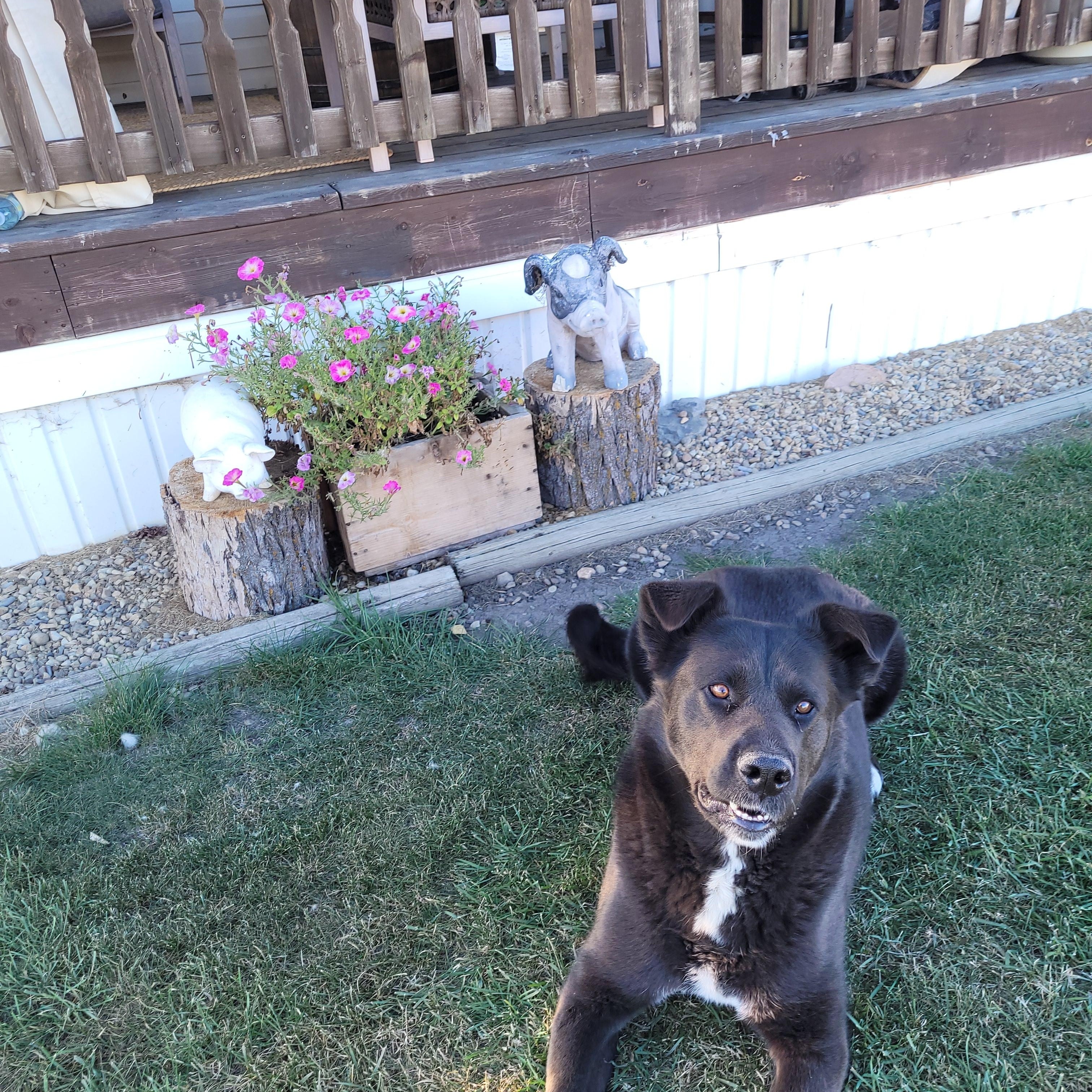 Enlarge Shadow, a Adoptable mixed breed in Lacombe, AB image 2/5