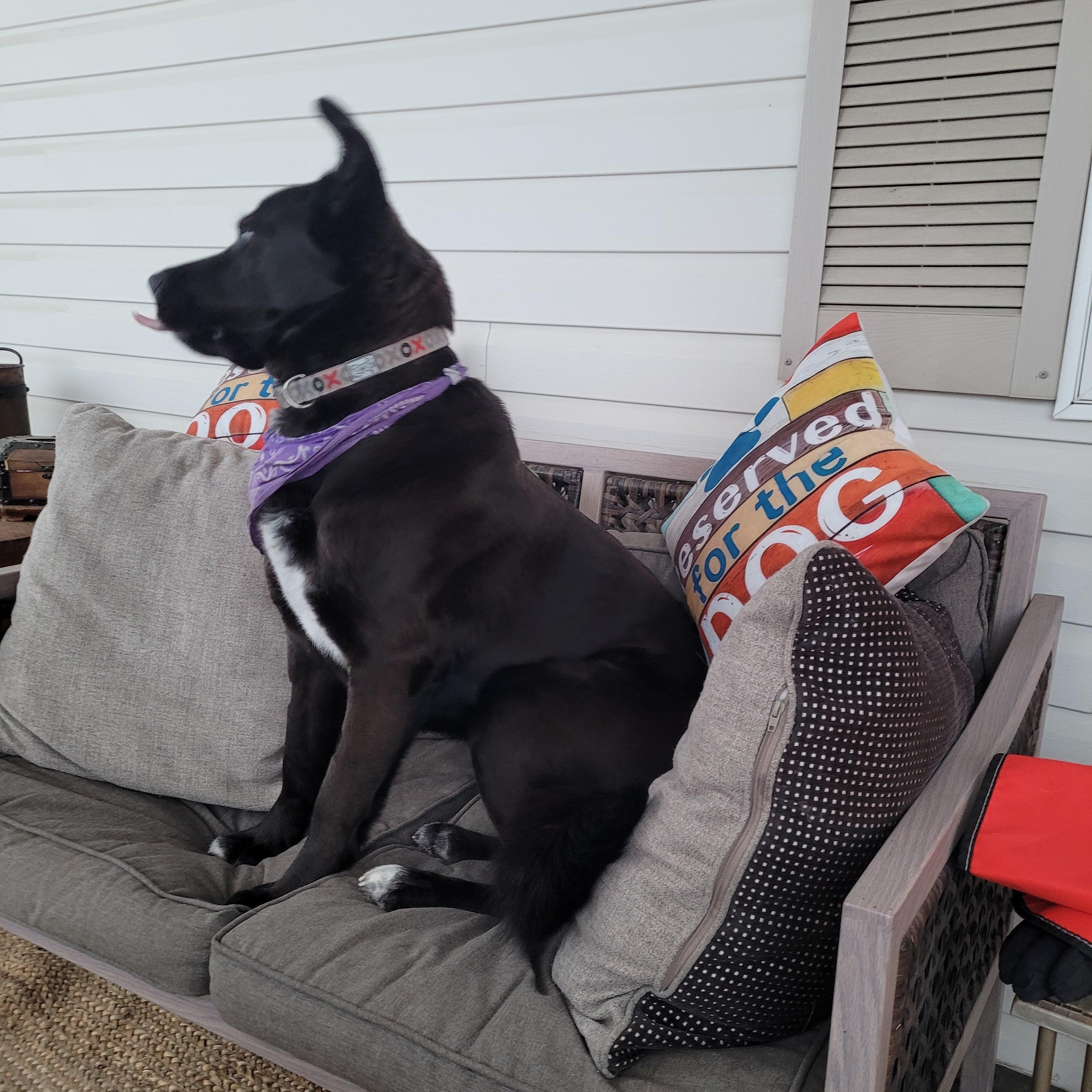 Enlarge Shadow, a Adoptable mixed breed in Lacombe, AB image 4/4