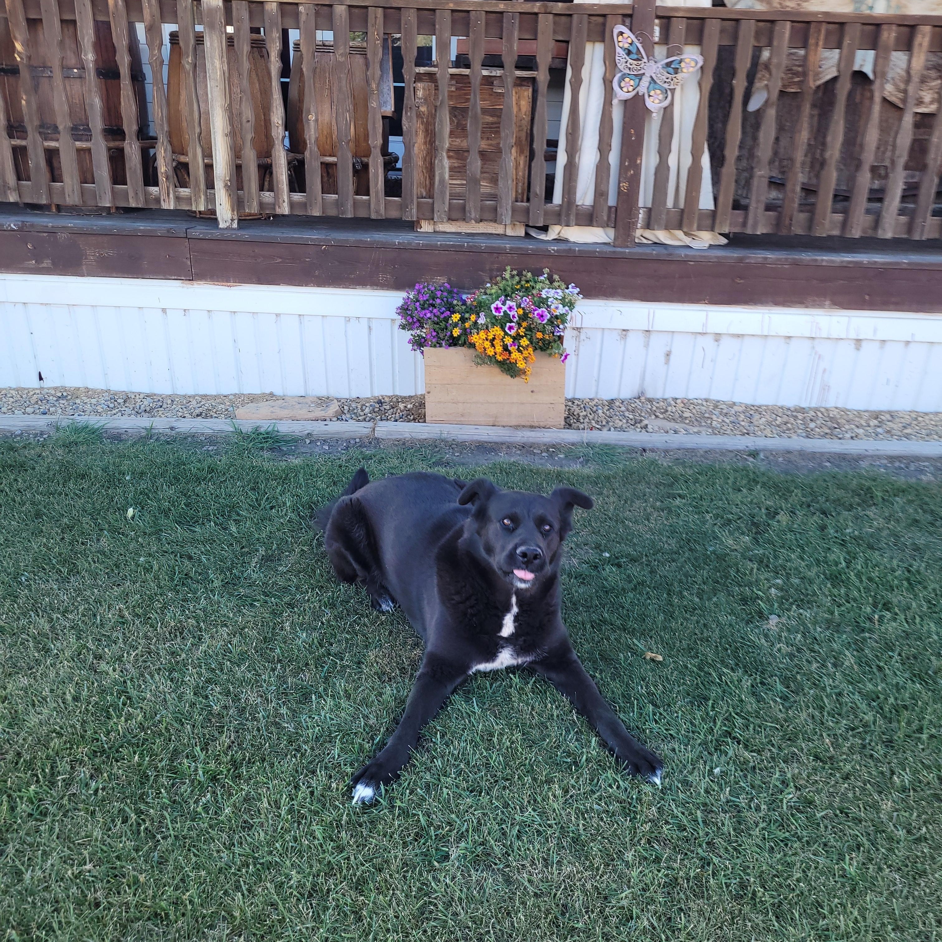 Enlarge Shadow, a Adoptable mixed breed in Lacombe, AB image 4/5