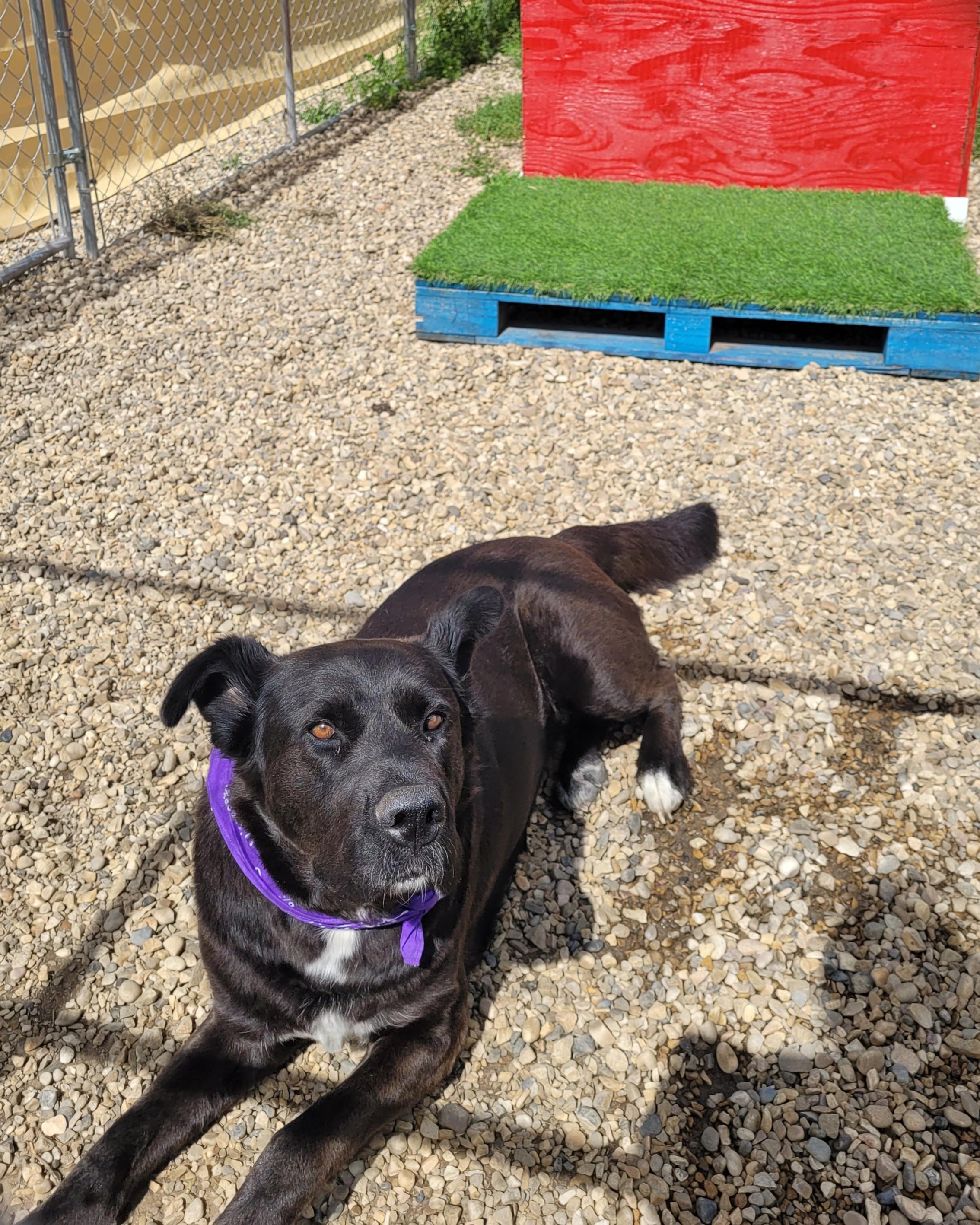 Shadow, Adoptable, Adult Female Black Labrador Retriever.