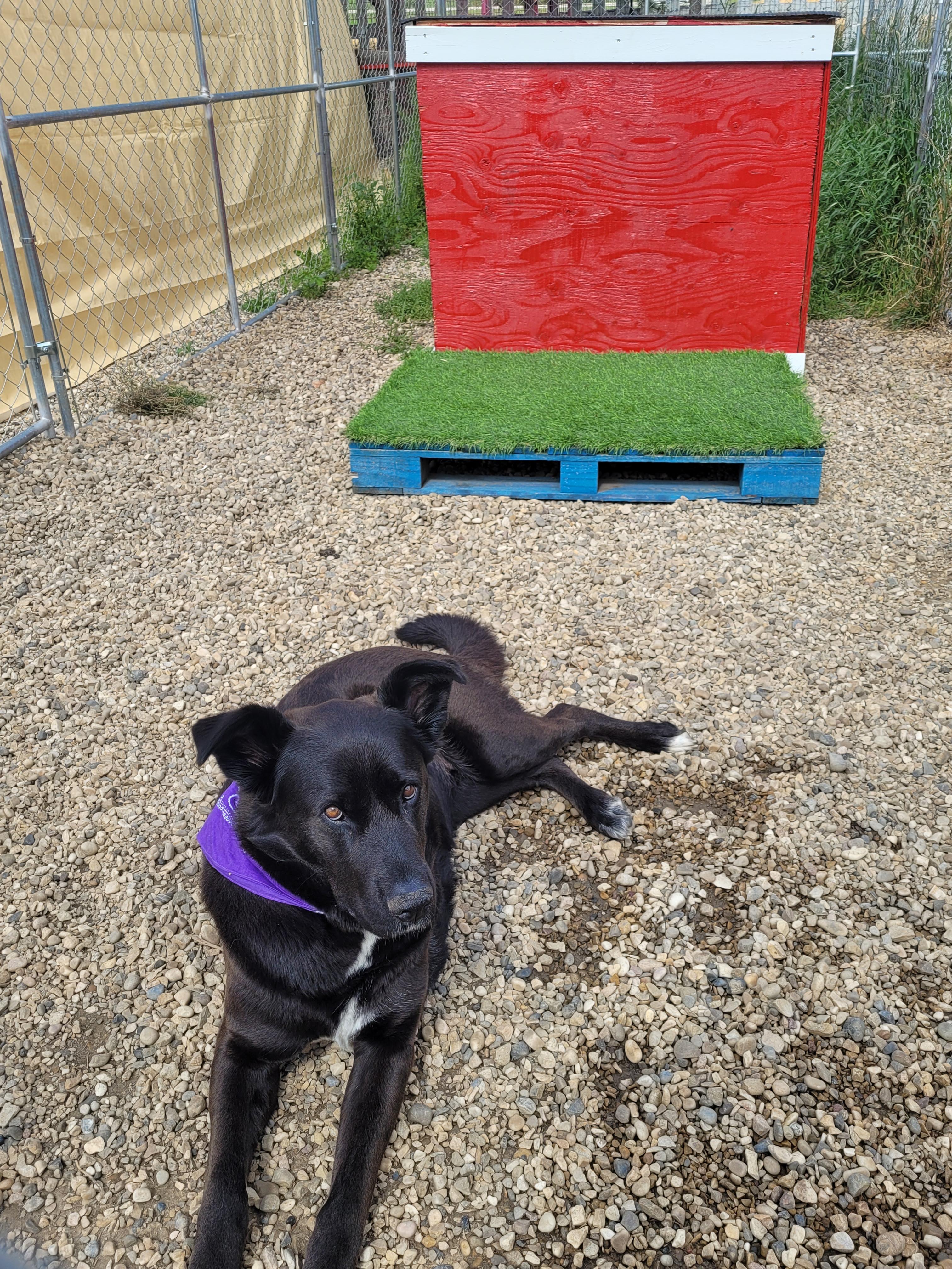 Shadow, an adoptable Black Labrador Retriever in Lacombe, AB, T4L 1X3 | Photo Image 3