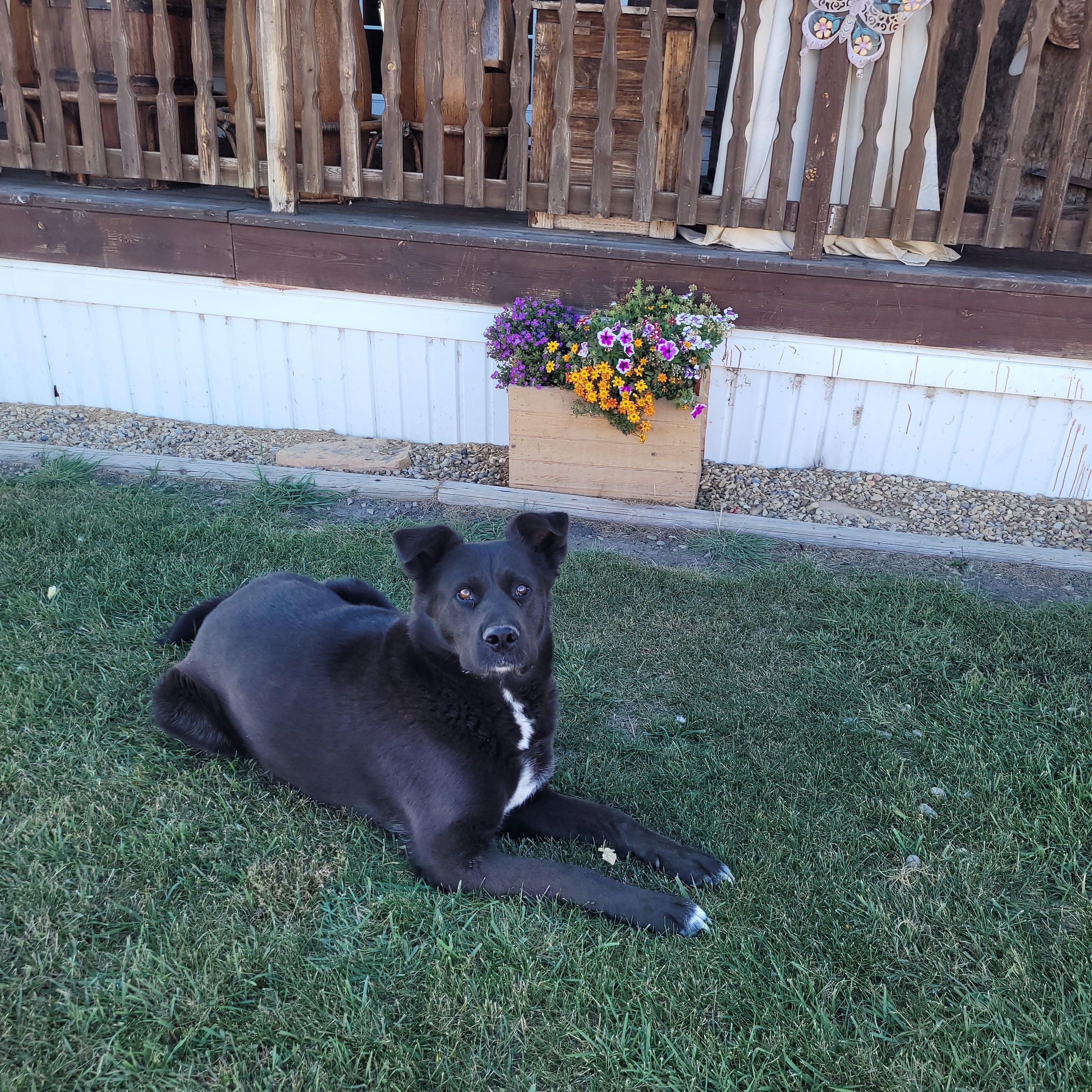 Enlarge Shadow, a Adoptable mixed breed in Lacombe, AB image 3/5