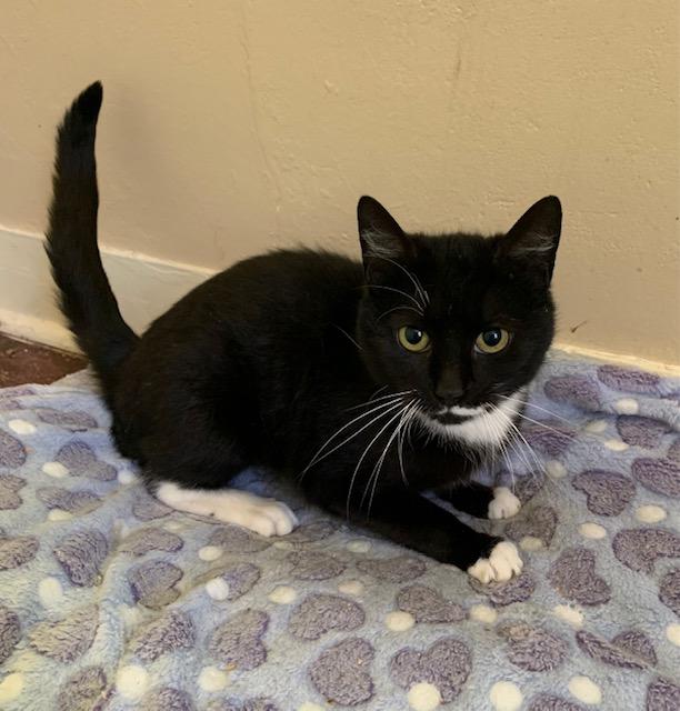 Enlarge Luna, a ADOPTABLE Domestic Short Hair in Naugatuck, CT image 1/1