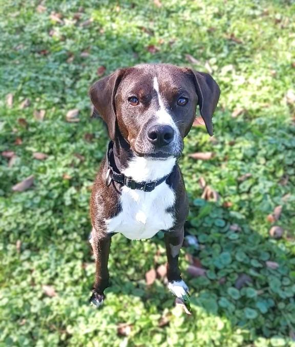 Leon, Adoptable, Young Male Mixed Breed.