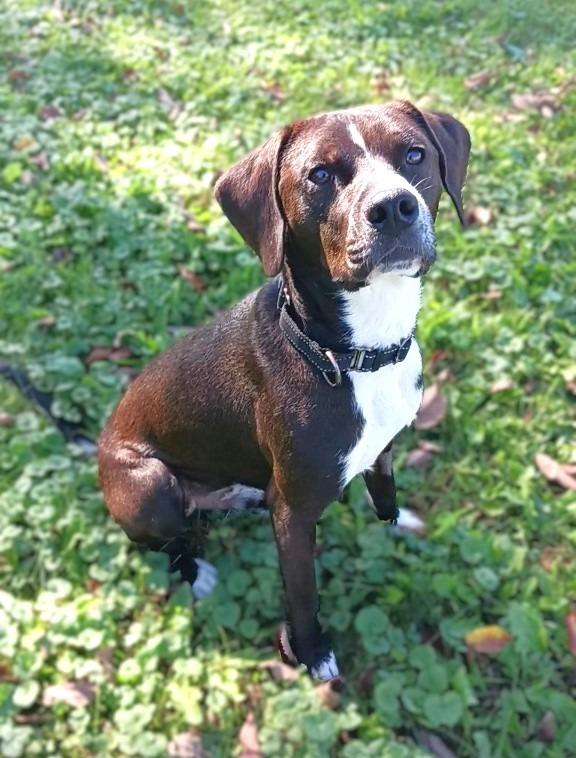 Enlarge Leon, a Adoptable mixed breed in Prairie du Chien, WI image 2/4