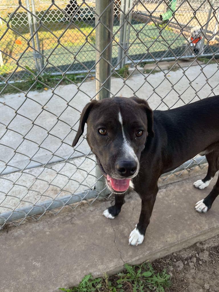 Enlarge Leon, a Adoptable mixed breed in Prairie du Chien, WI image 3/4