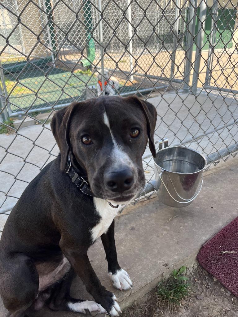 Enlarge Leon, a Adoptable mixed breed in Prairie du Chien, WI image 4/4