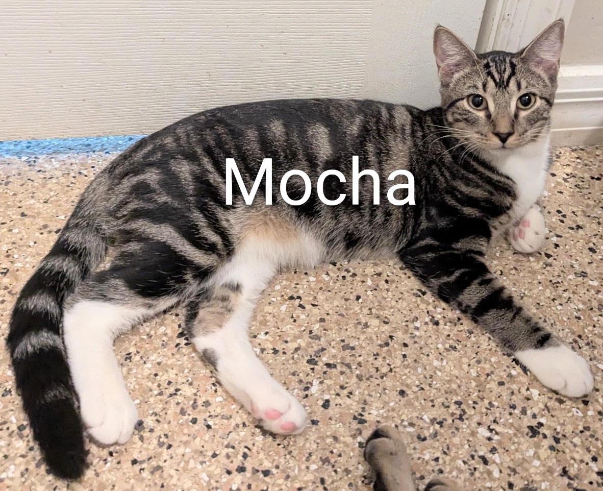 MOCHA, ADOPTABLE, Young Female Domestic Short Hair.