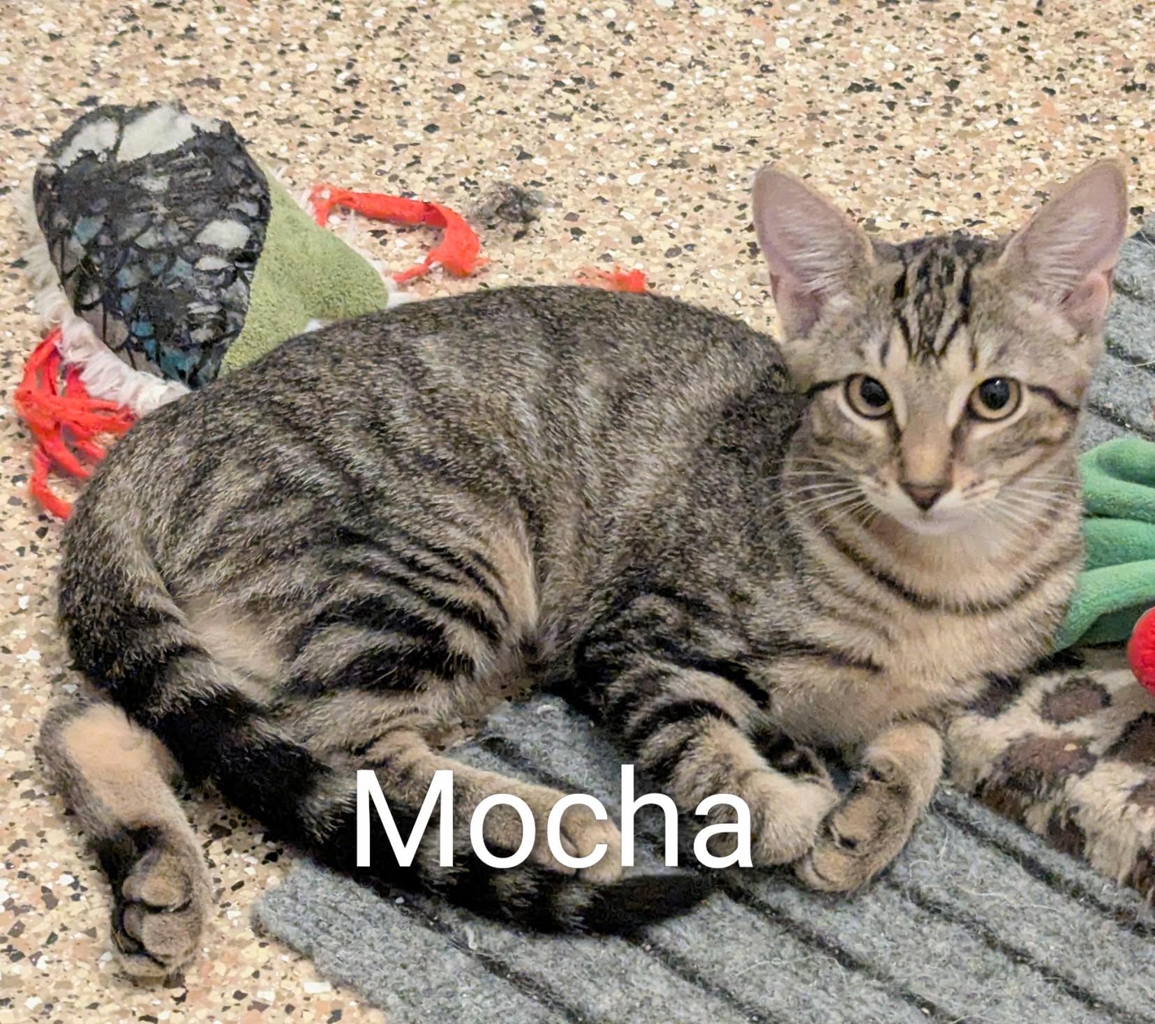 Enlarge MOCHA, a ADOPTABLE Domestic Short Hair in Fort Myers Beach, FL image 1/1