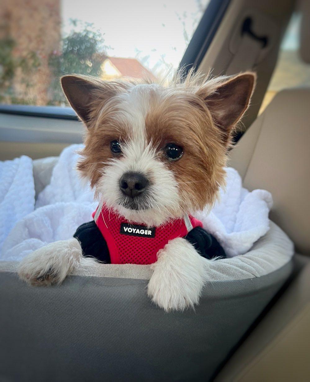 Enlarge Benjamin, an adopted Yorkshire Terrier in Antioch, TN image 2/2