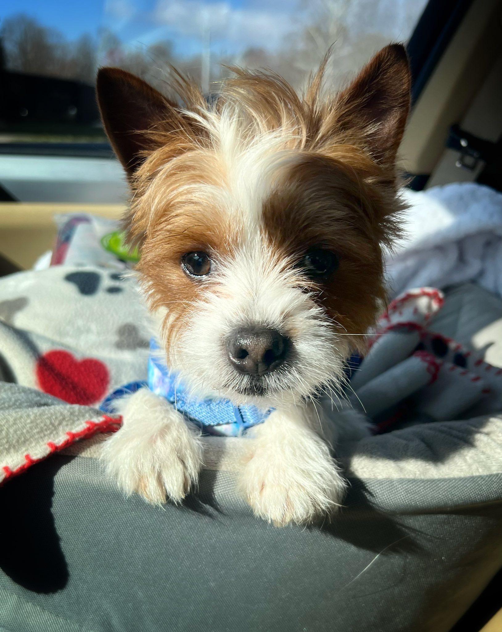 Enlarge Benjamin, an adopted Yorkshire Terrier in Antioch, TN image 1/2