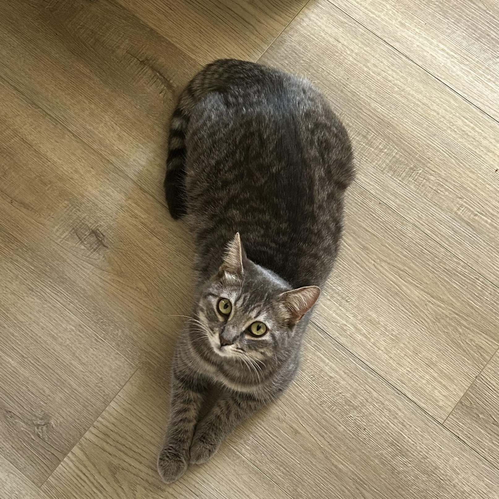 Enlarge Mamas, an adopted Domestic Short Hair in Queen Creek, AZ image 3/5