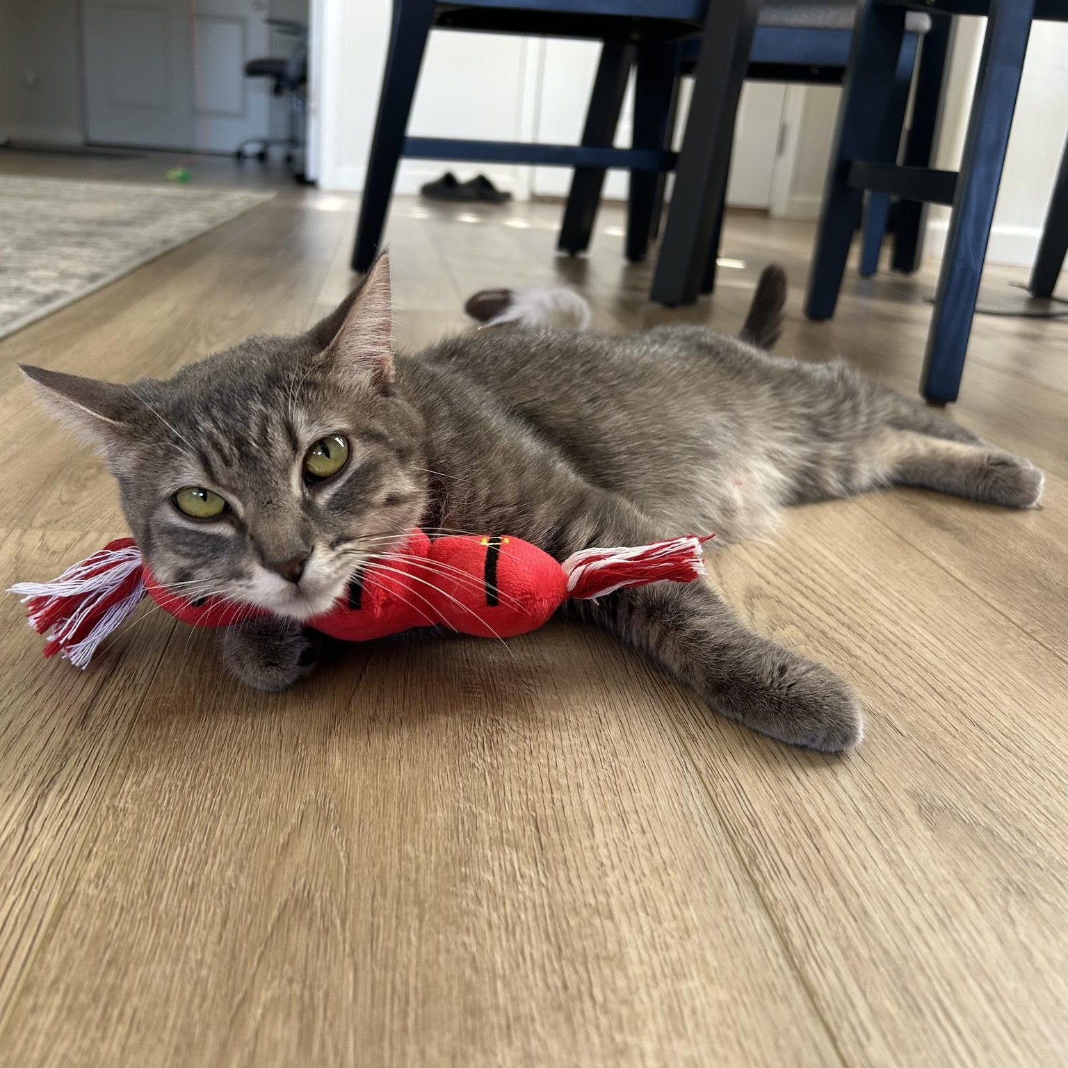 Enlarge Mamas, an adopted Domestic Short Hair in Queen Creek, AZ image 1/5