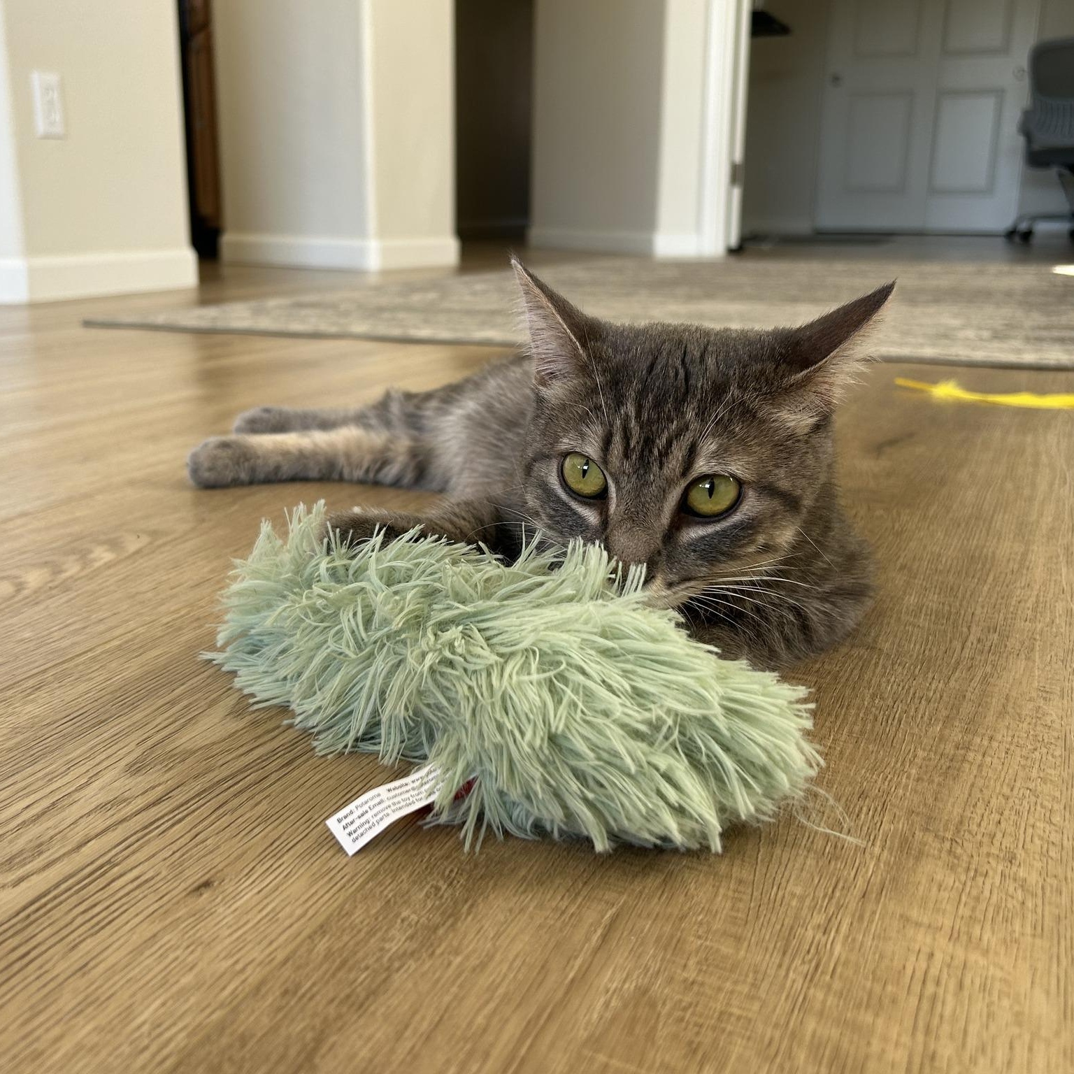 Enlarge Mamas, an adopted Domestic Short Hair in Queen Creek, AZ image 4/5