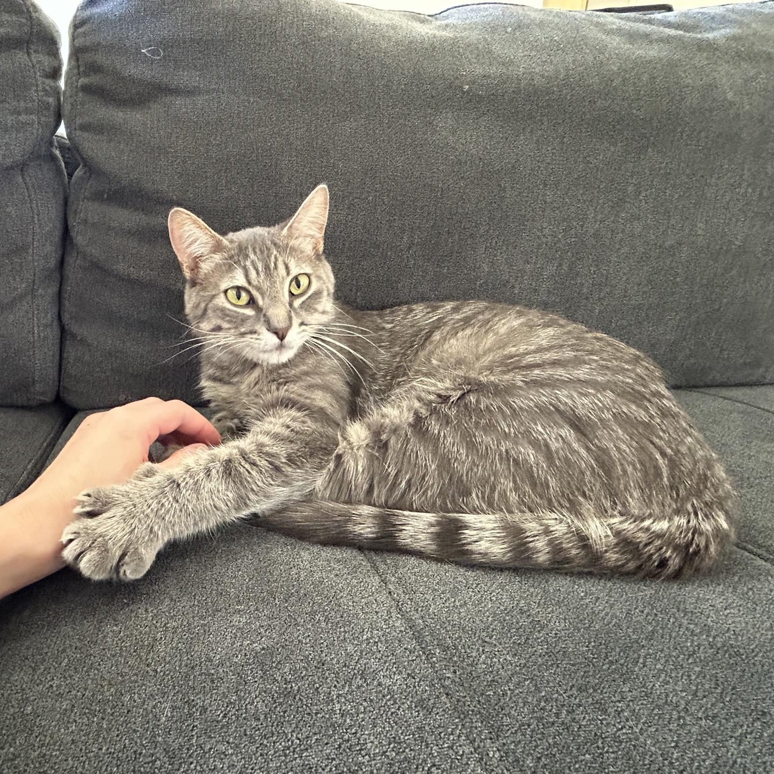 Enlarge Mamas, an adopted Domestic Short Hair in Queen Creek, AZ image 2/5