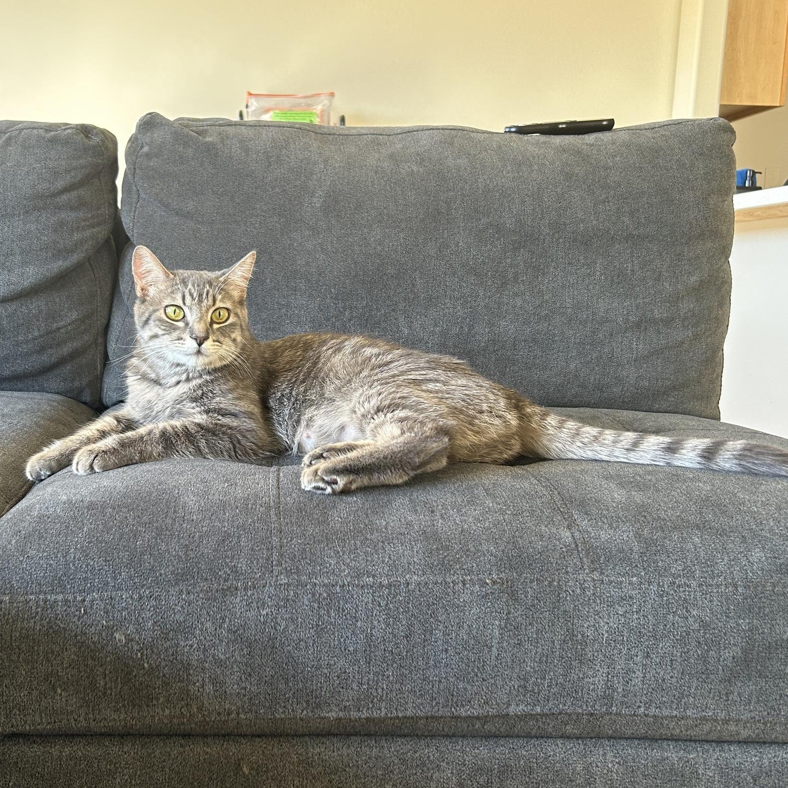 Enlarge Mamas, an adopted Domestic Short Hair in Queen Creek, AZ image 5/5