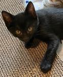 Sable, ADOPTABLE, Kitten Male Domestic Short Hair.
