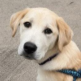 Gus (AO36617), adopted, Puppy Male Yellow Labrador Retriever.