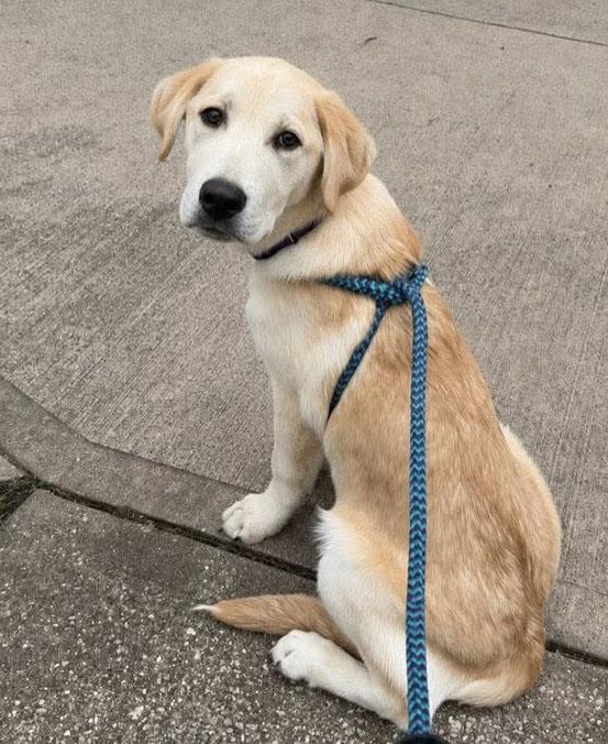 Gus (AO36617), an adopted mixed breed in Kansas City, KS image 2/2