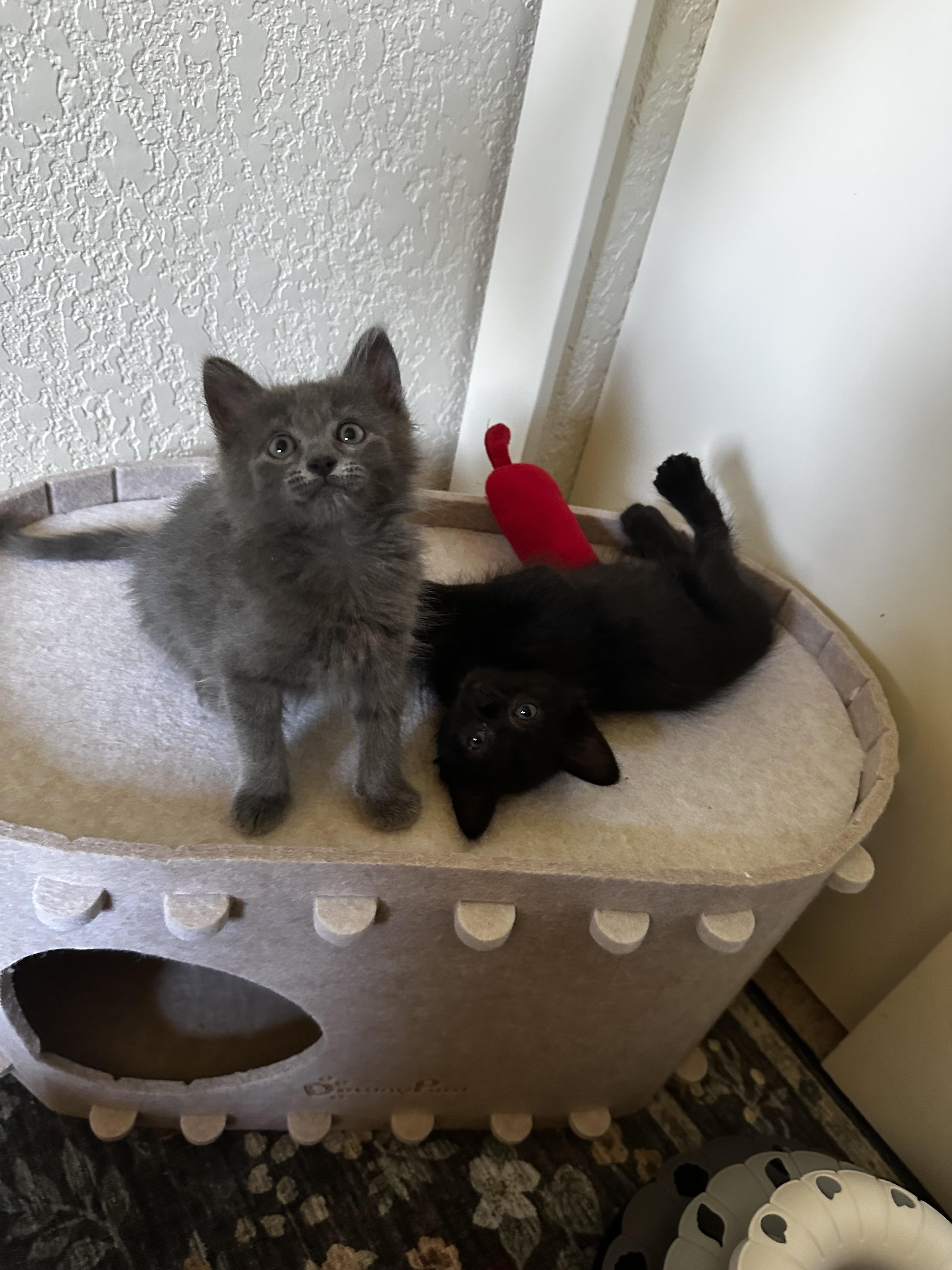 Goose, Adoptable, Kitten Female Domestic Short Hair.
