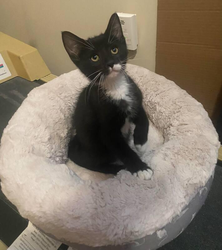 Mustang, adopted, Kitten Male Domestic Short Hair.