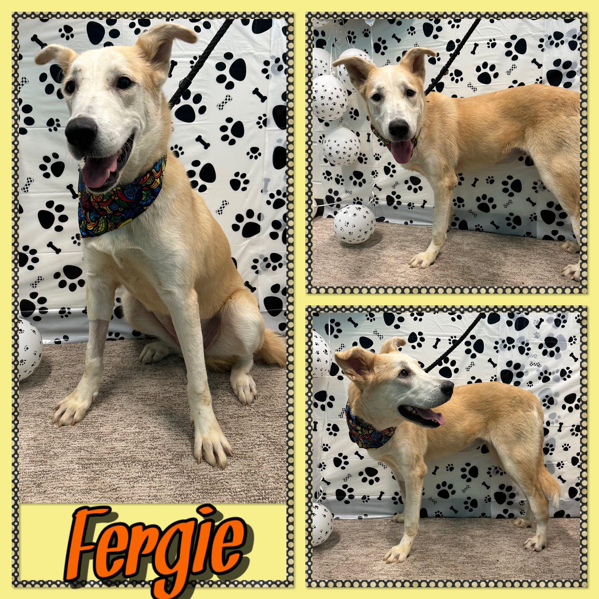 Enlarge Fergie, a ADOPTABLE mixed breed in Seagoville, TX image 1/1