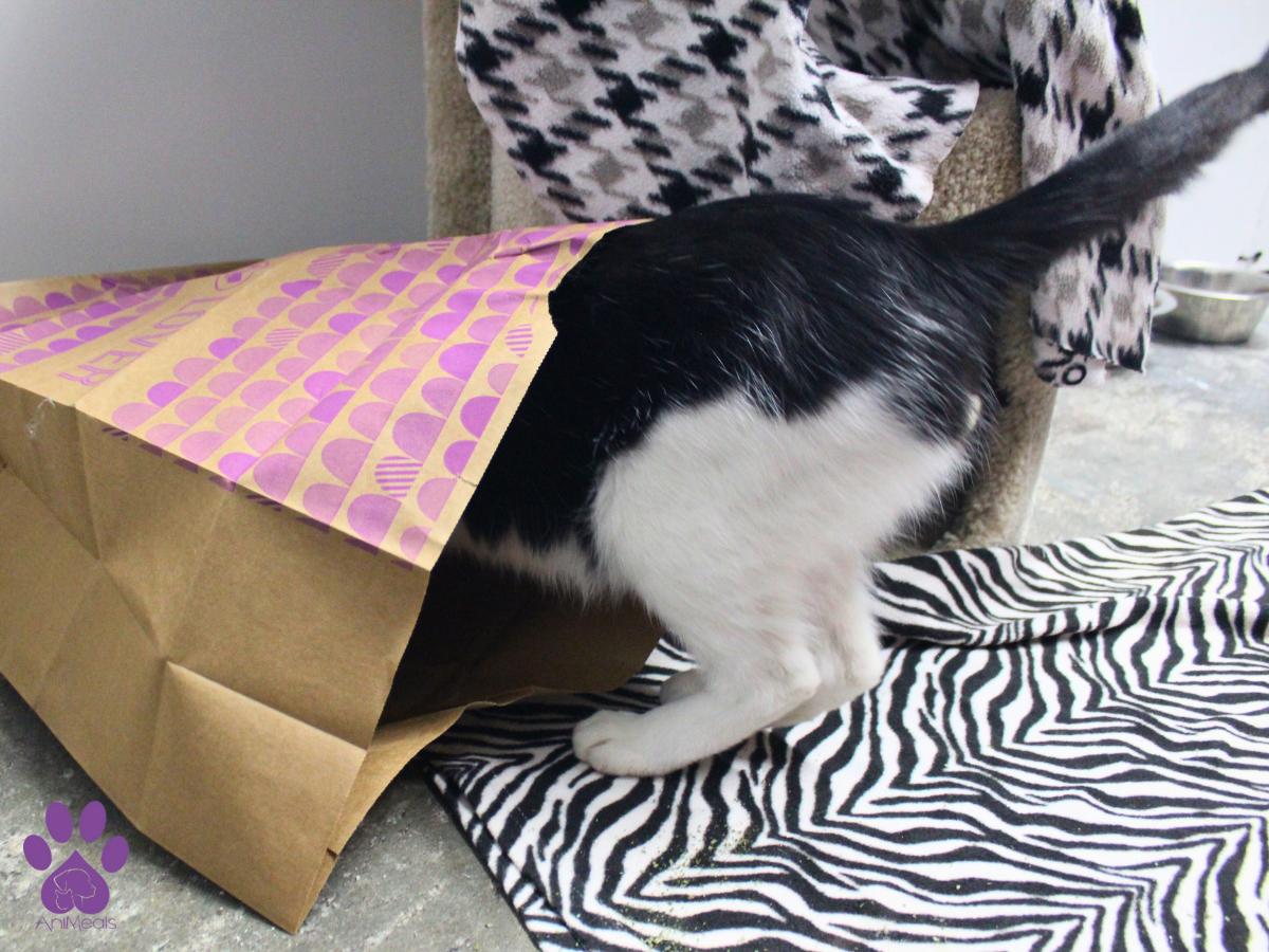 Hot Fudge Sundae, an adoptable Domestic Short Hair in Missoula, MT, 59808 | Photo Image 5