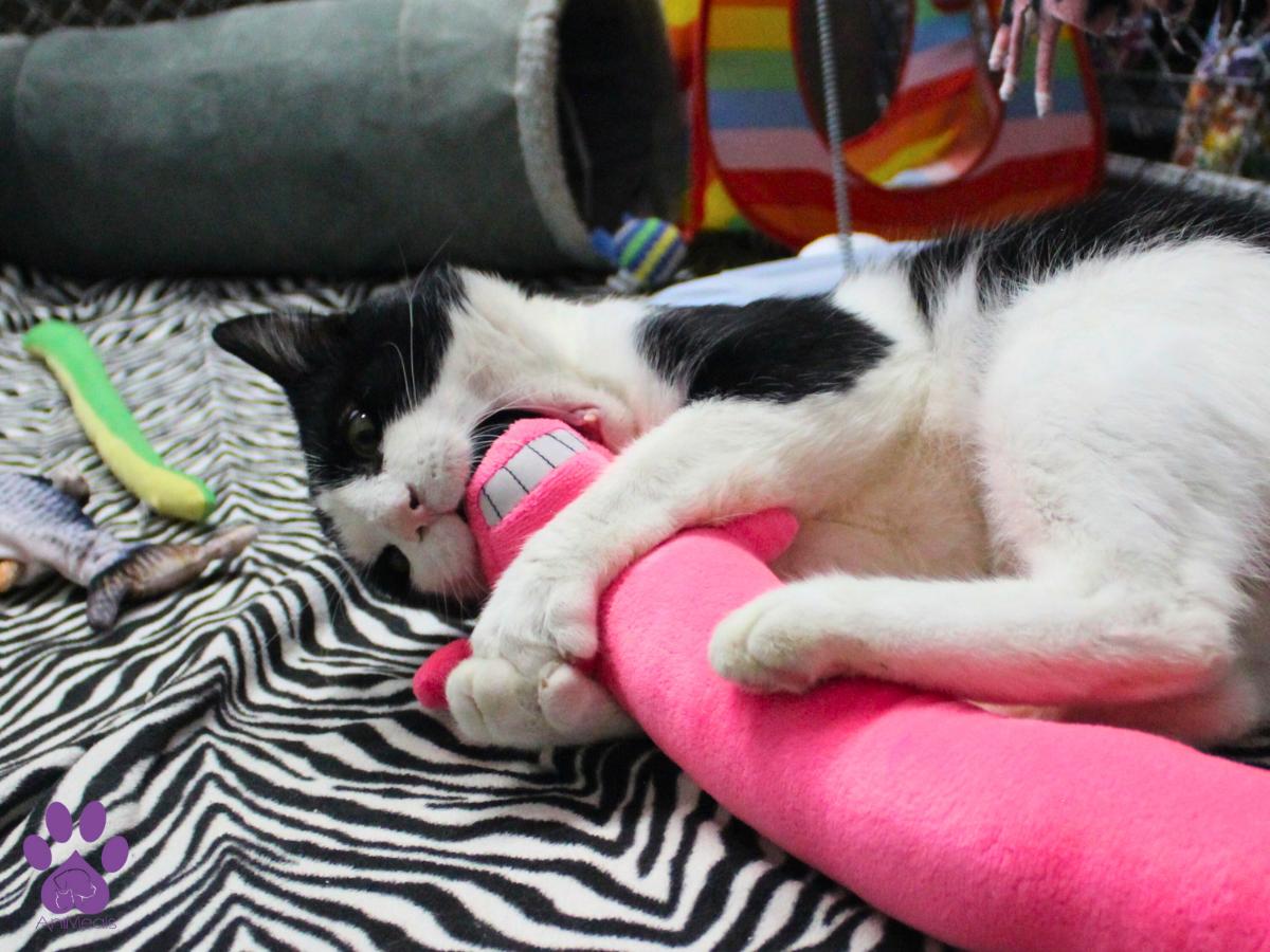 Hot Fudge Sundae, an adoptable Domestic Short Hair in Missoula, MT, 59808 | Photo Image 3