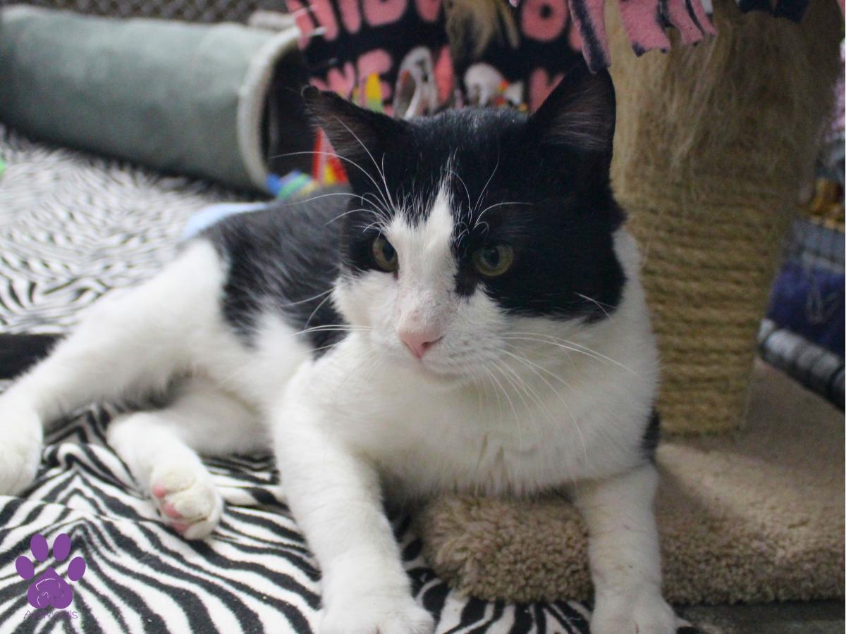 Hot Fudge Sundae, an adoptable Domestic Short Hair in Missoula, MT, 59808 | Photo Image 1