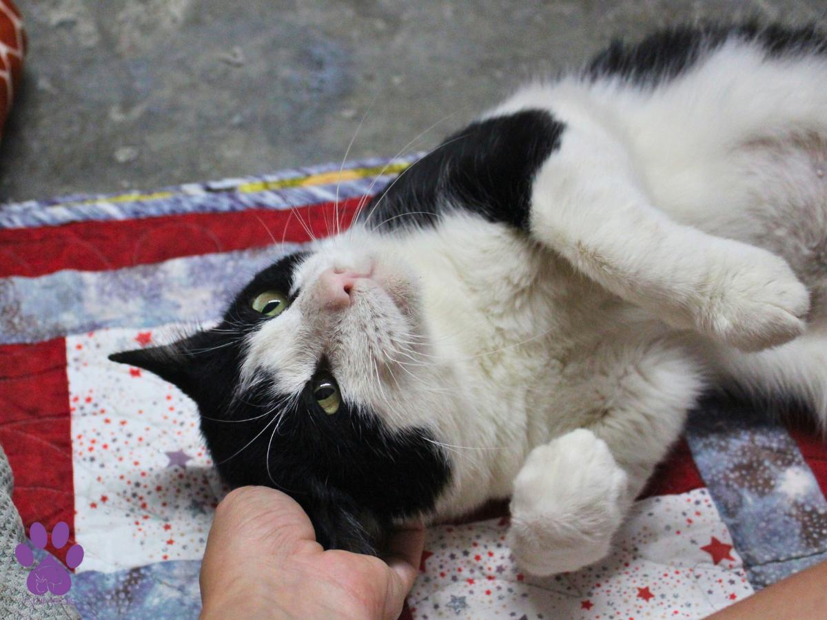 Hot Fudge Sundae, an adoptable Domestic Short Hair in Missoula, MT, 59808 | Photo Image 2