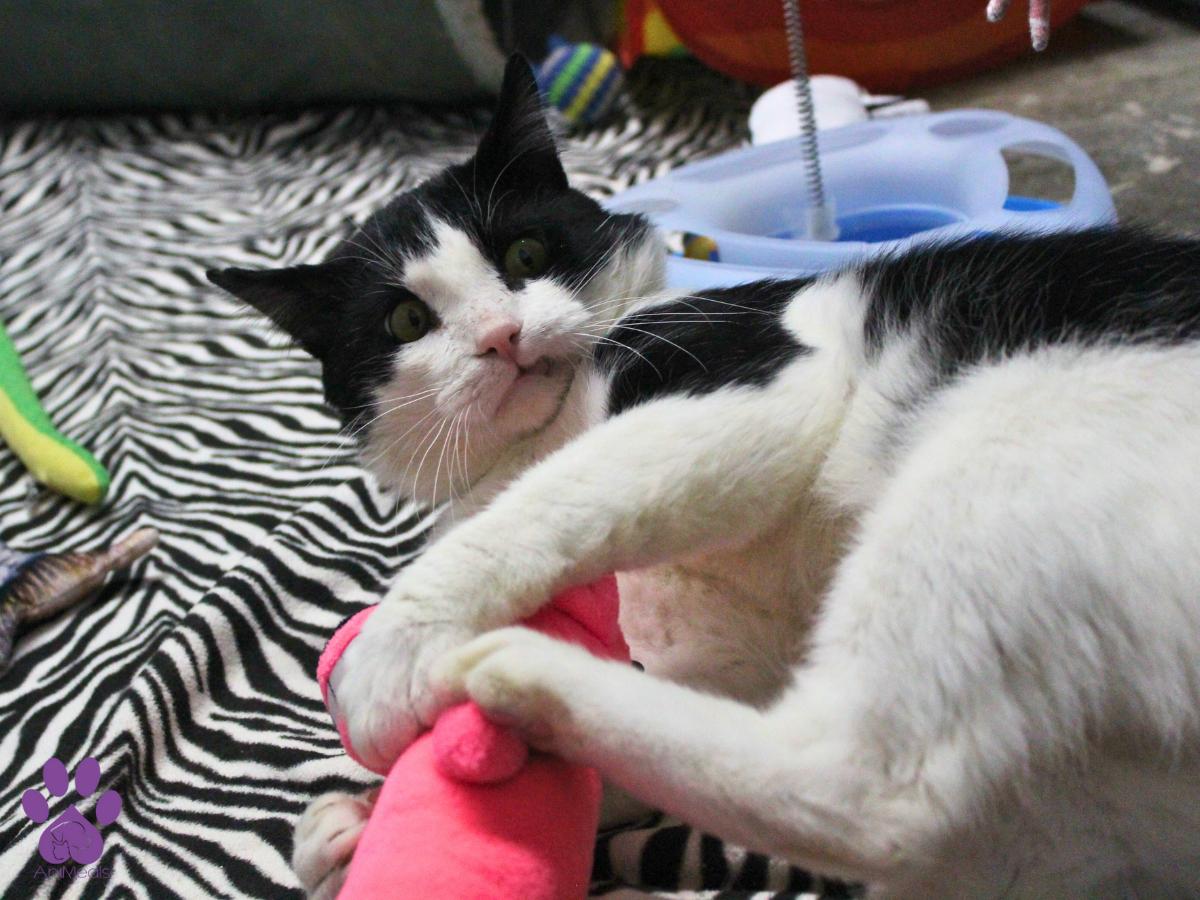 Hot Fudge Sundae, an adoptable Domestic Short Hair in Missoula, MT, 59808 | Photo Image 4