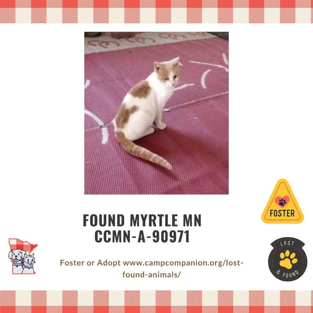 Enlarge Marvin, a Adoptable Domestic Short Hair in Rochester, MN image 1/2