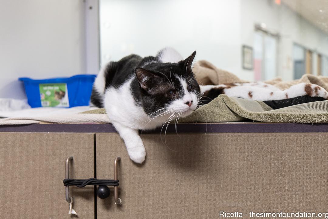 Enlarge Ricotta, an adopted Domestic Short Hair in Bloomfield, CT image 2/4