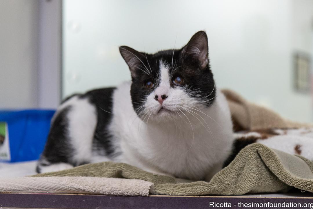 Enlarge Ricotta, an adopted Domestic Short Hair in Bloomfield, CT image 3/4