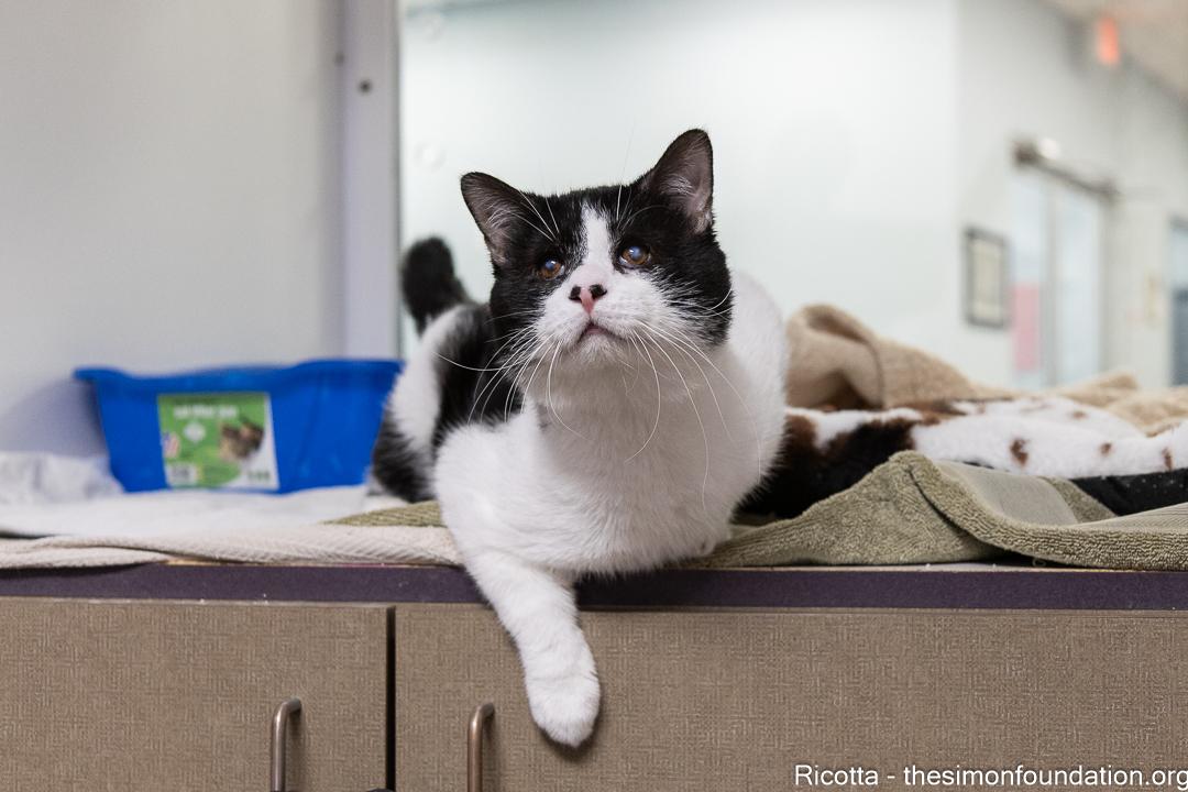 Enlarge Ricotta, an adopted Domestic Short Hair in Bloomfield, CT image 4/4