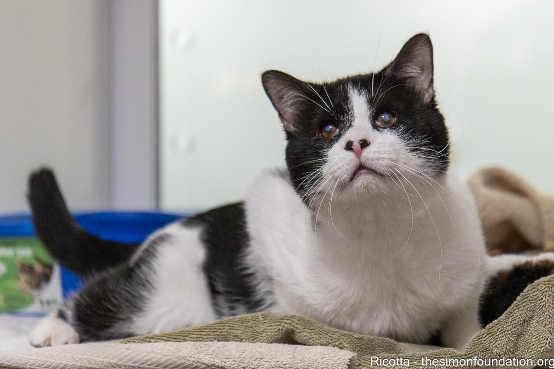 Enlarge Ricotta, an adopted Domestic Short Hair in Bloomfield, CT image 1/4