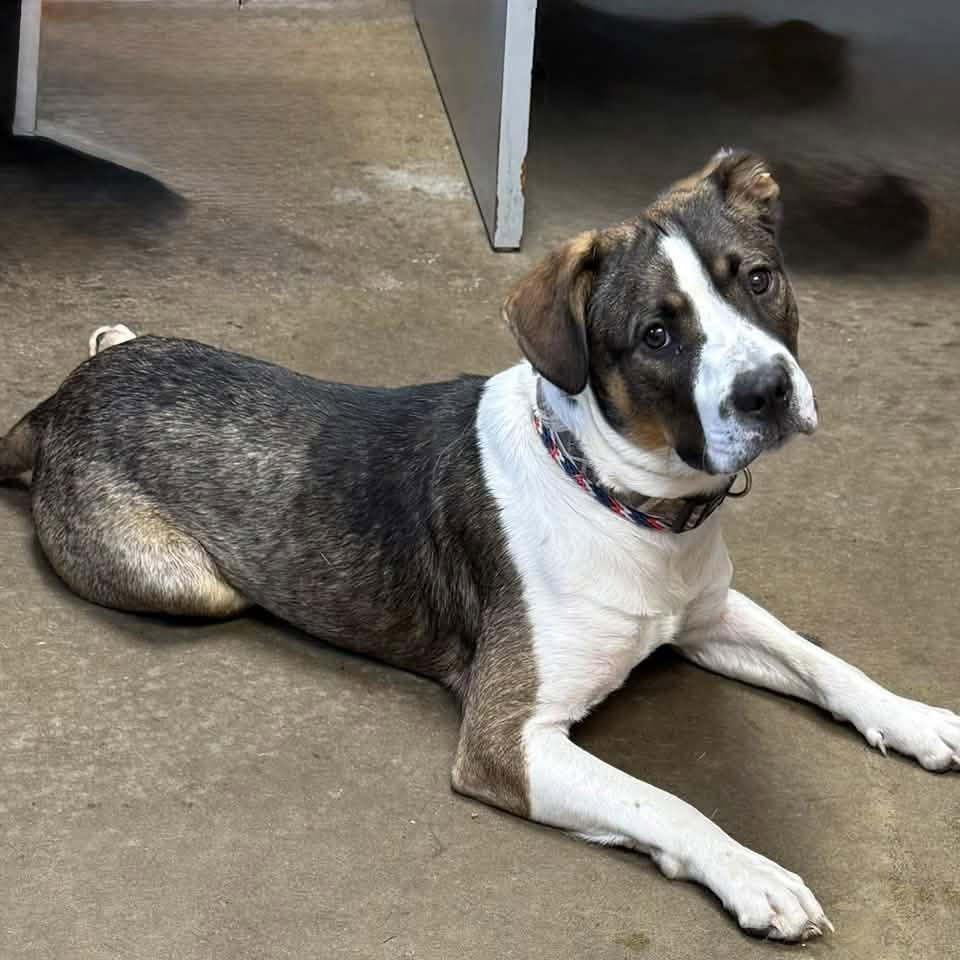 Enlarge ASHER, a Adoptable mixed breed in Cadiz, OH image 3/4