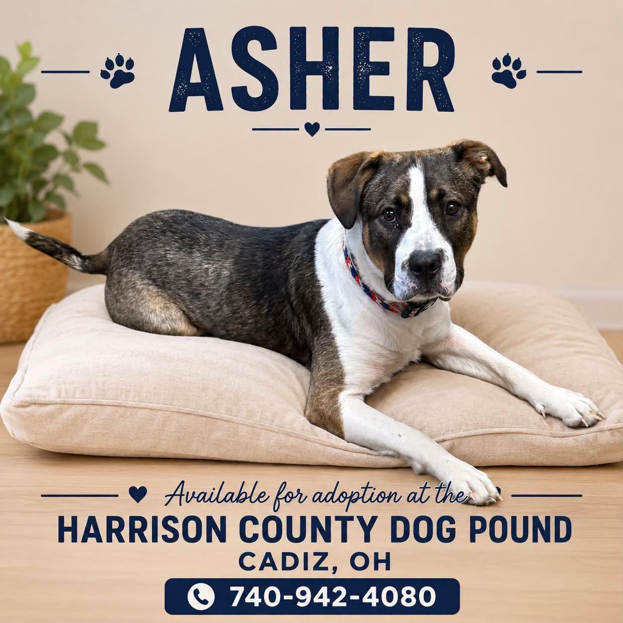 ASHER, Adoptable, Young Male Pit Bull Terrier.