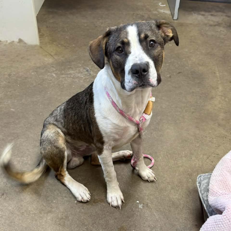 Enlarge ASHER, a Adoptable mixed breed in Cadiz, OH image 4/4